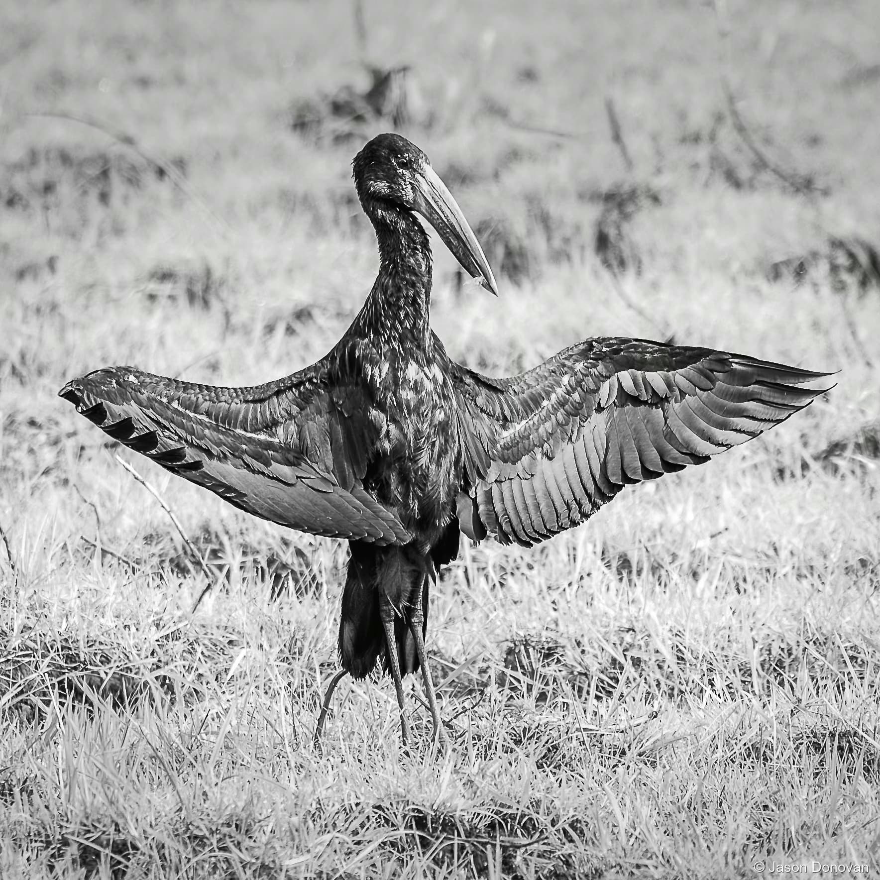 African Openbill Rwanda photography by Jason Donovan