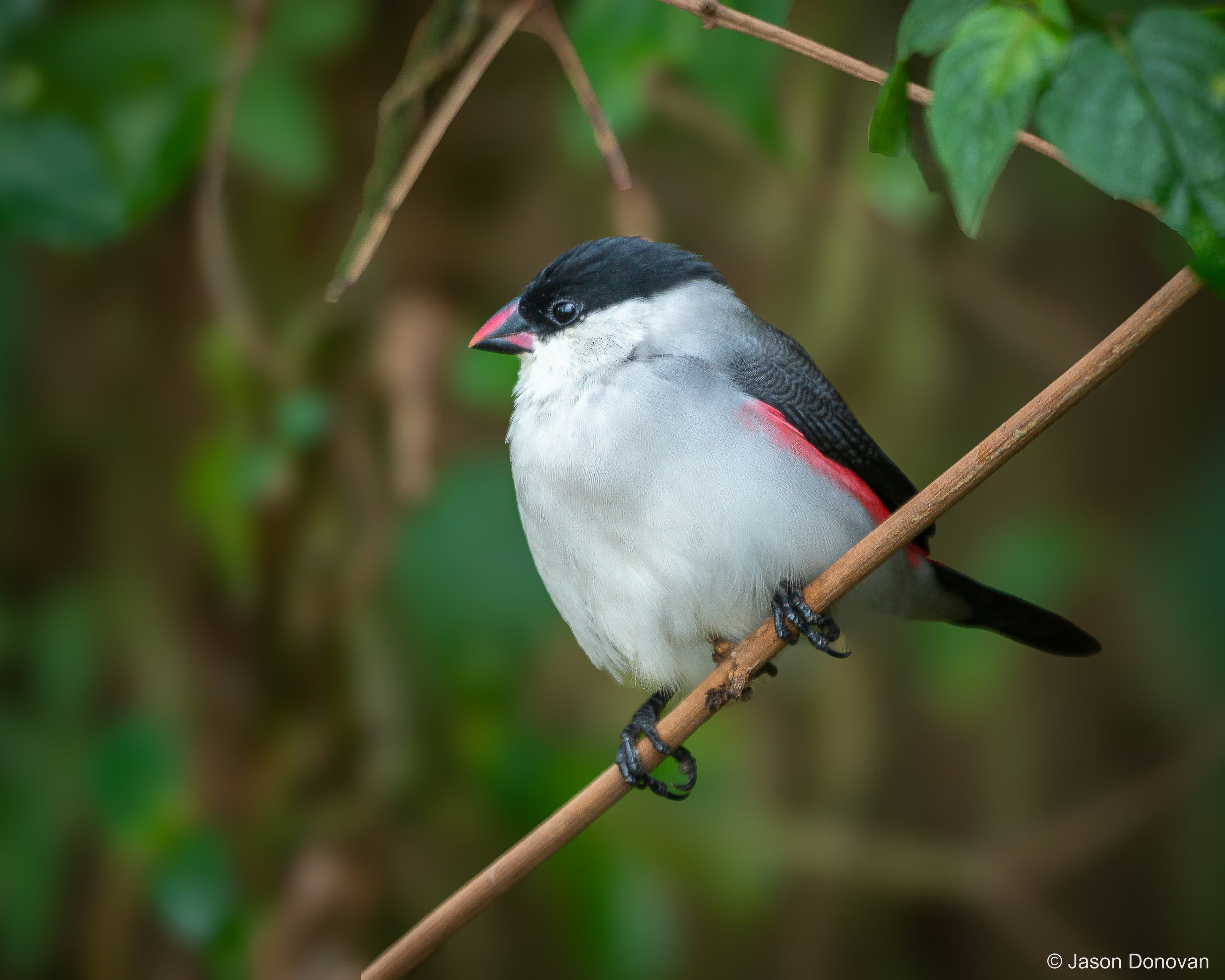 Black-crowned Waxbill Rwanda photography by Jason Donovan