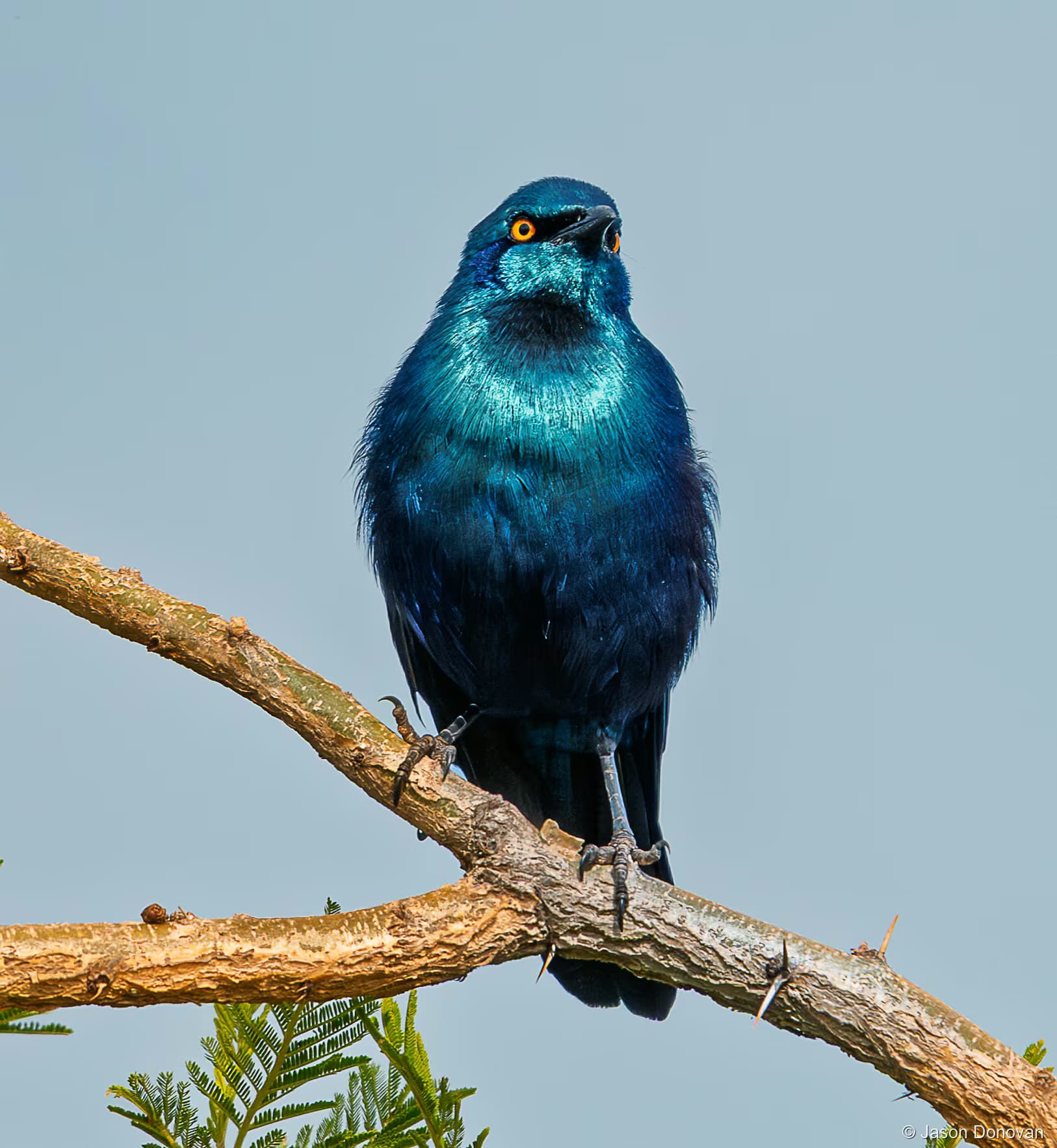 Blue-eared Starling Rwanda photography by Jason Donovan