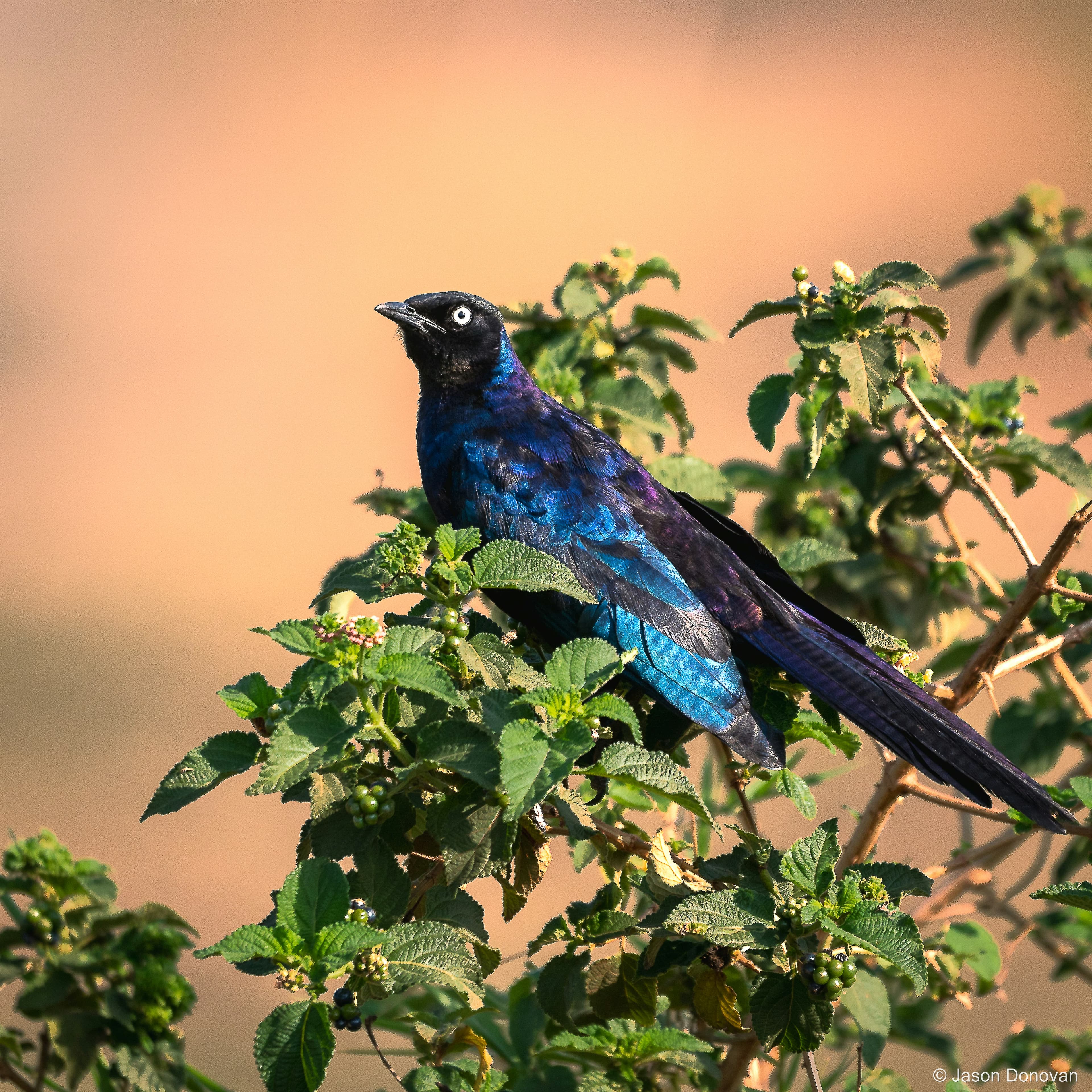 Blue-eared Starling Rwanda photography by Jason Donovan