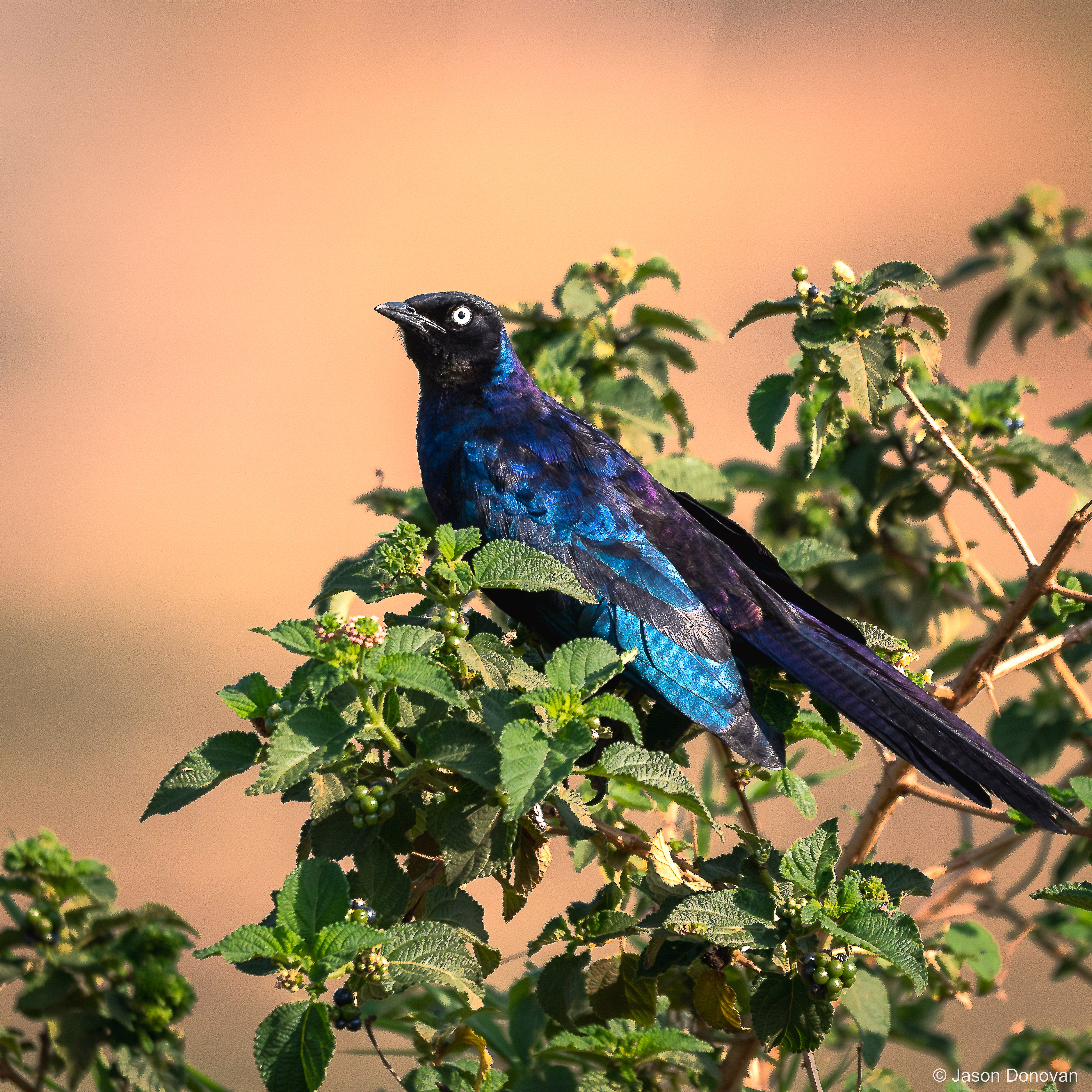 Blue-eared Starling Rwanda photography by Jason Donovan