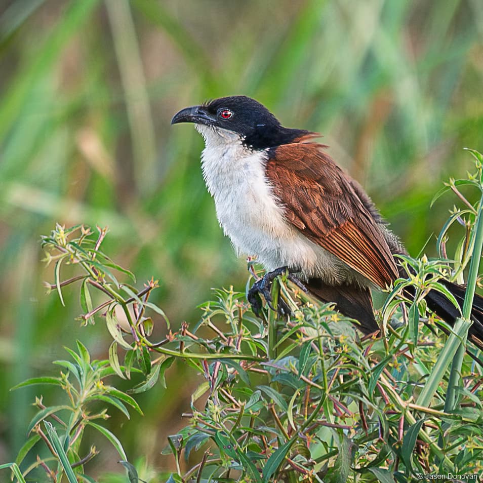 Burchell_s Coucal Rwanda photography by Jason Donovan