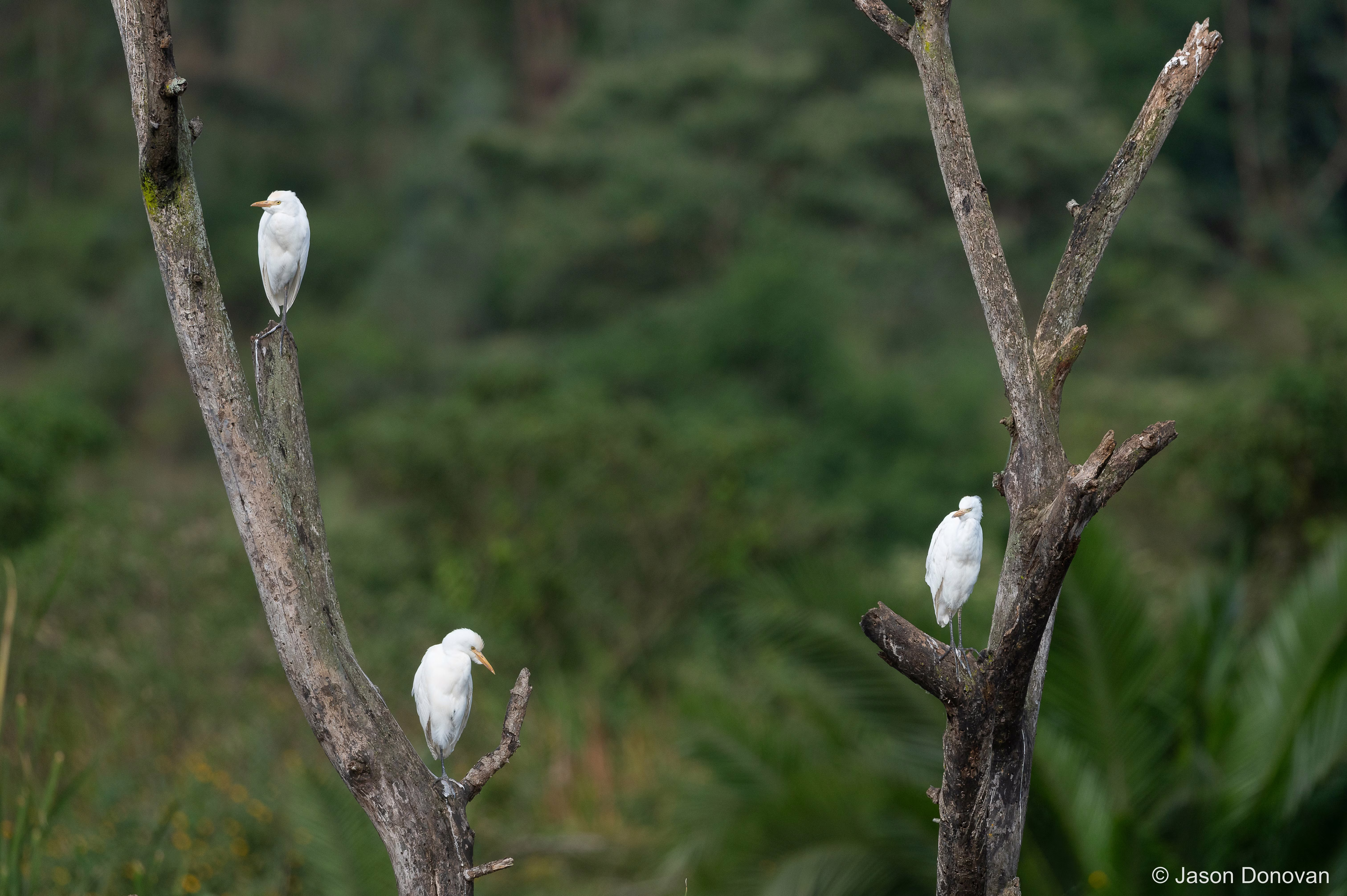 Egrets Rwanda photography by Jason Donovan