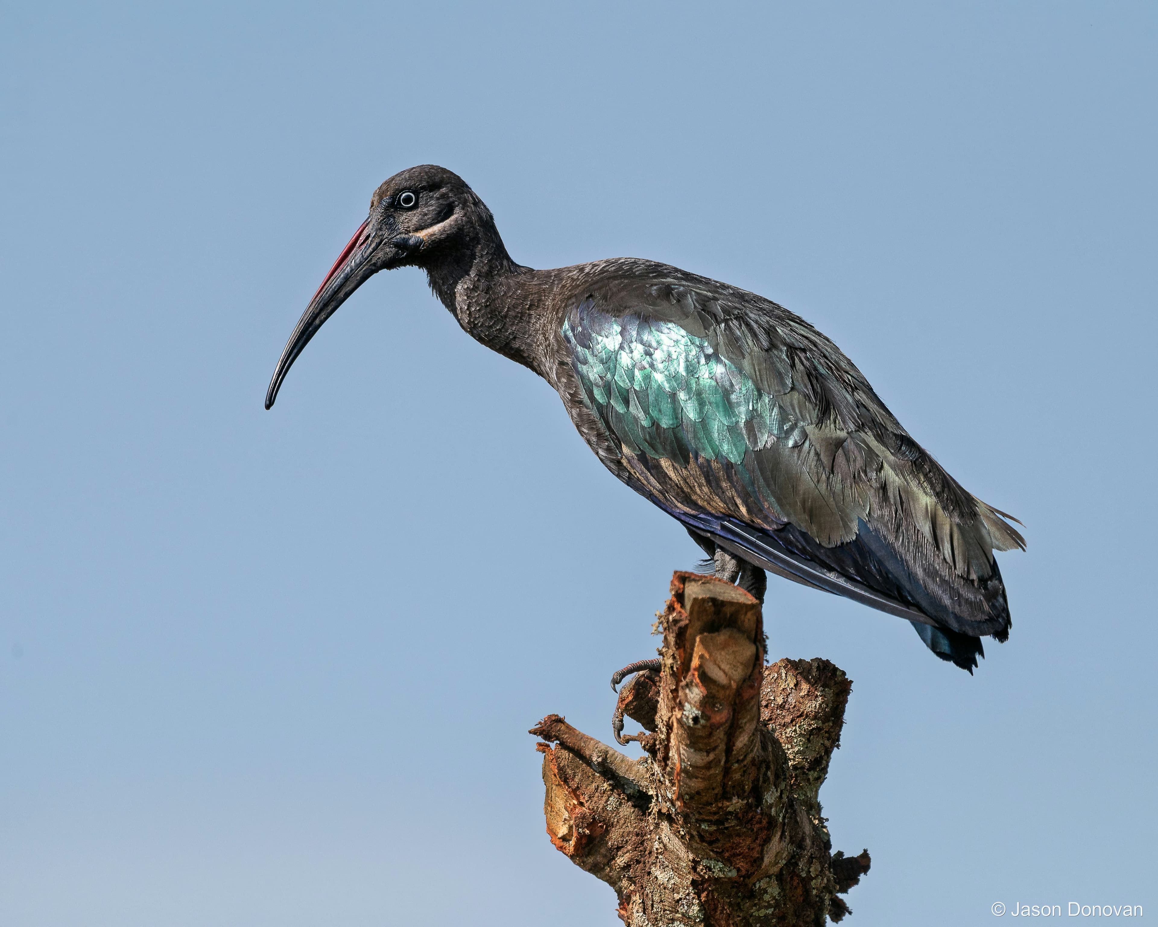 Hadada Ibis Rwanda photography by Jason Donovan
