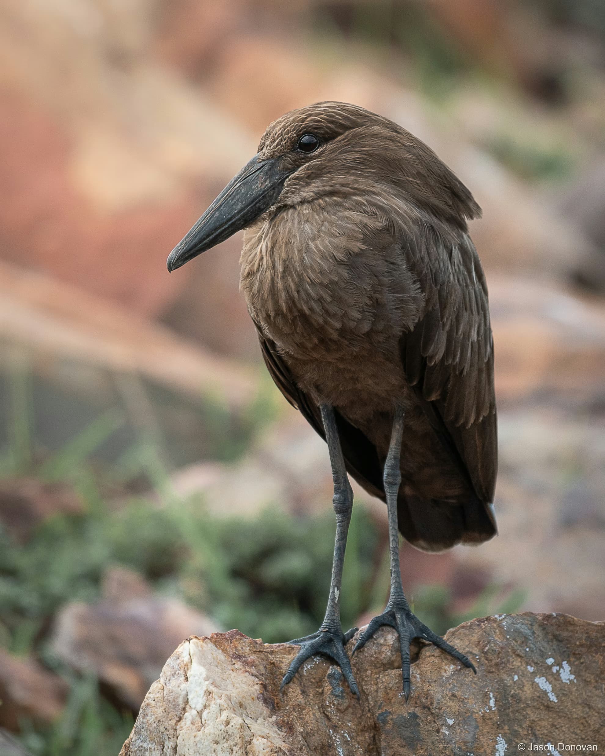 Hamerkop Rwanda photography by Jason Donovan