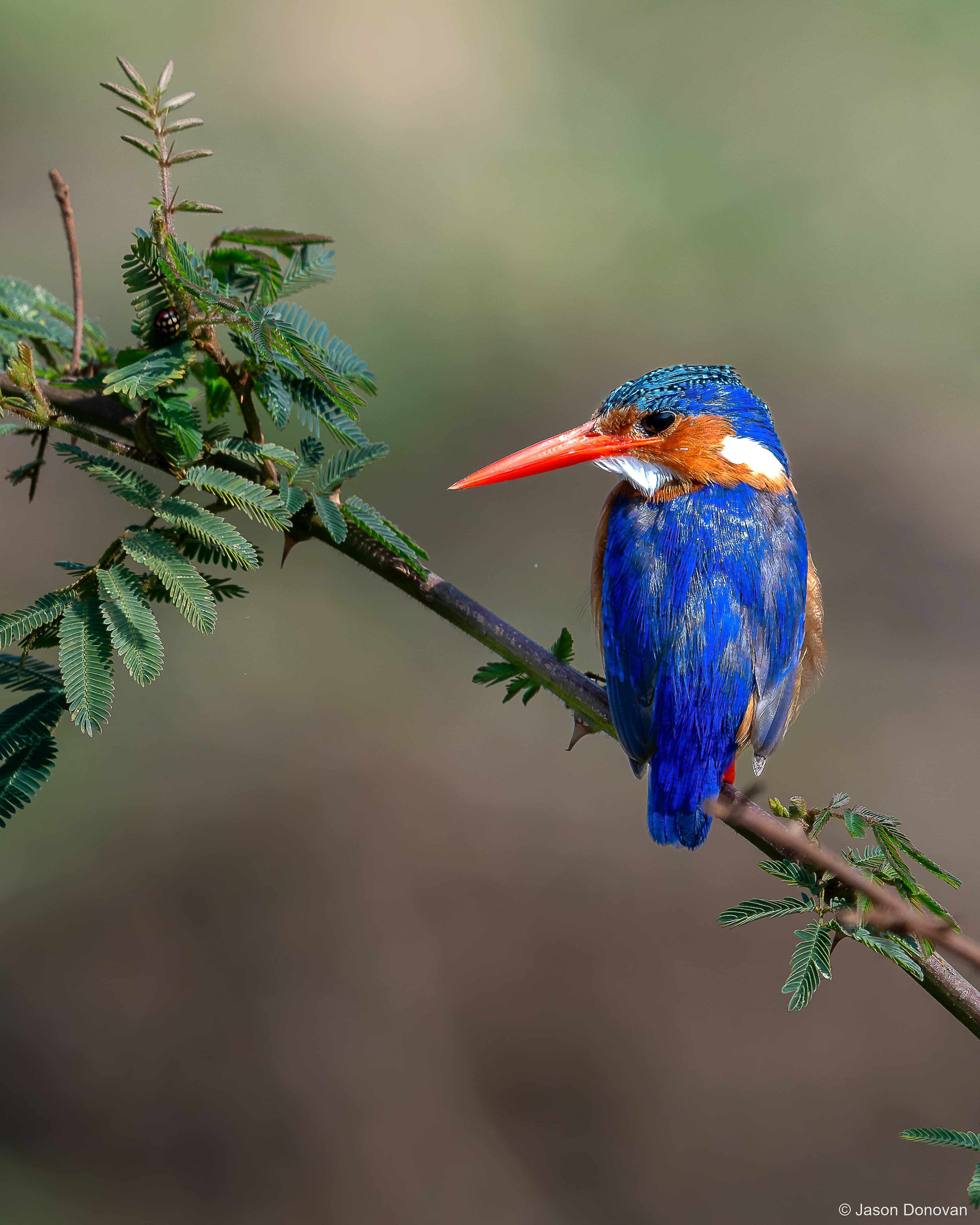 Malachite Kingfisher Rwanda photography by Jason Donovan