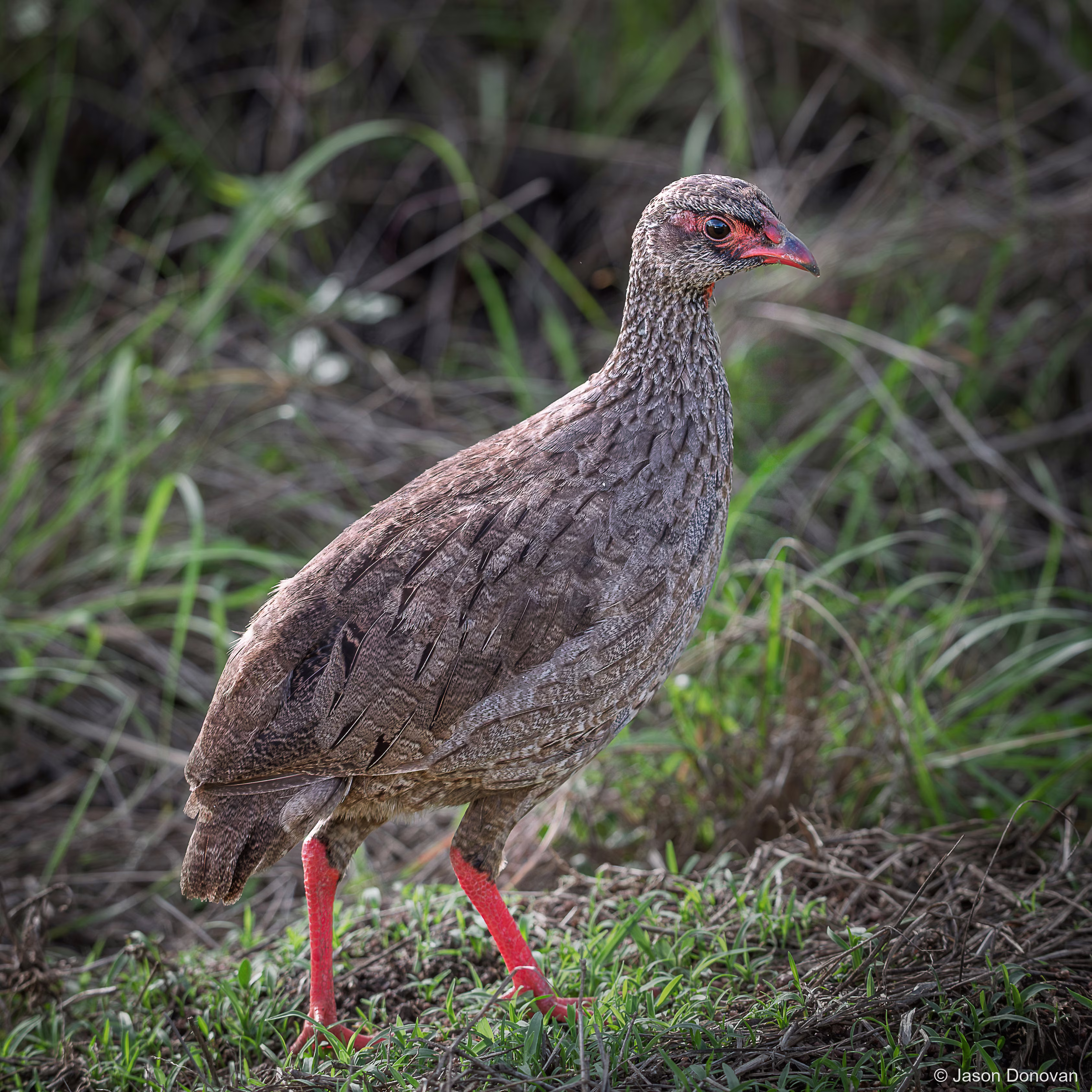 Red-necked Francolin Rwanda photography by Jason Donovan