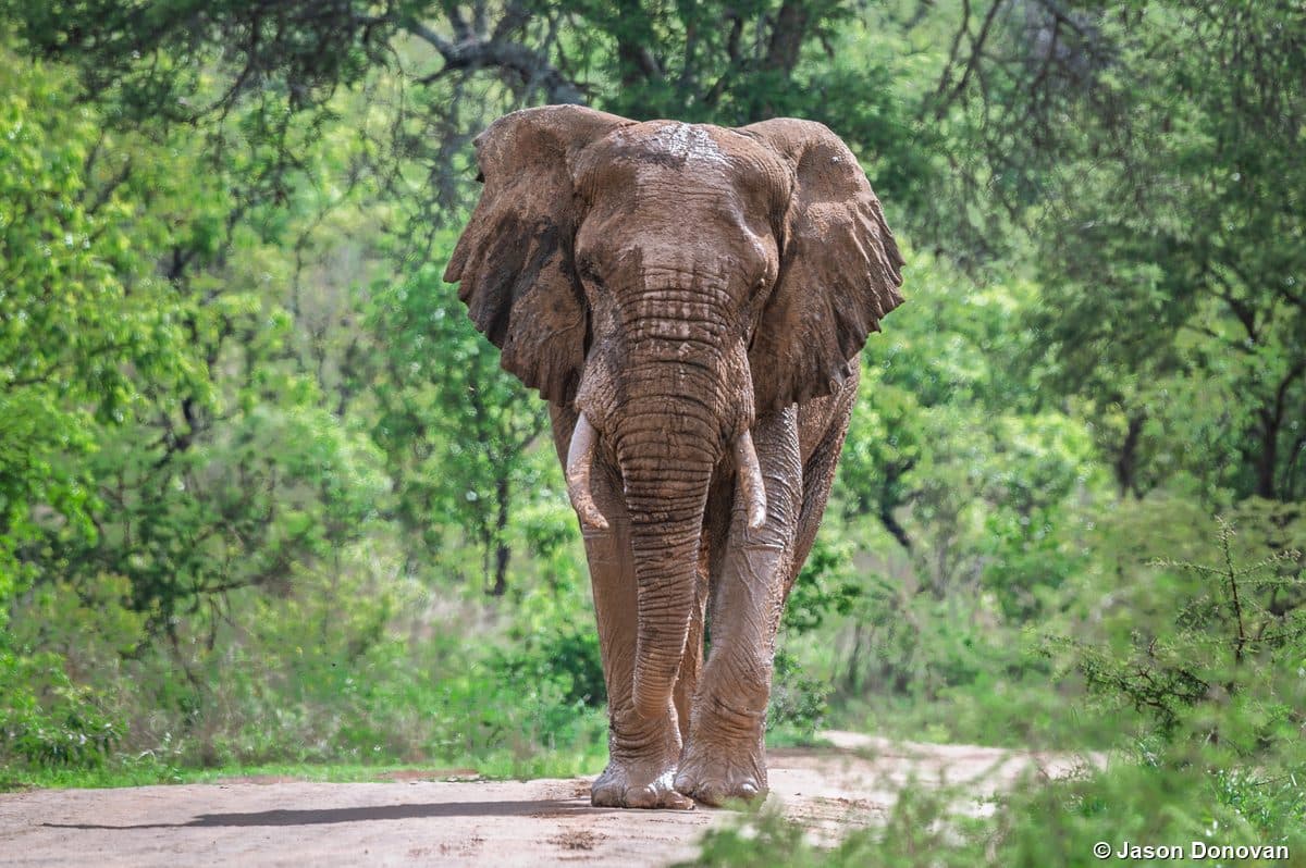 Bull elephant on Rwanda safari — Akagera National Park