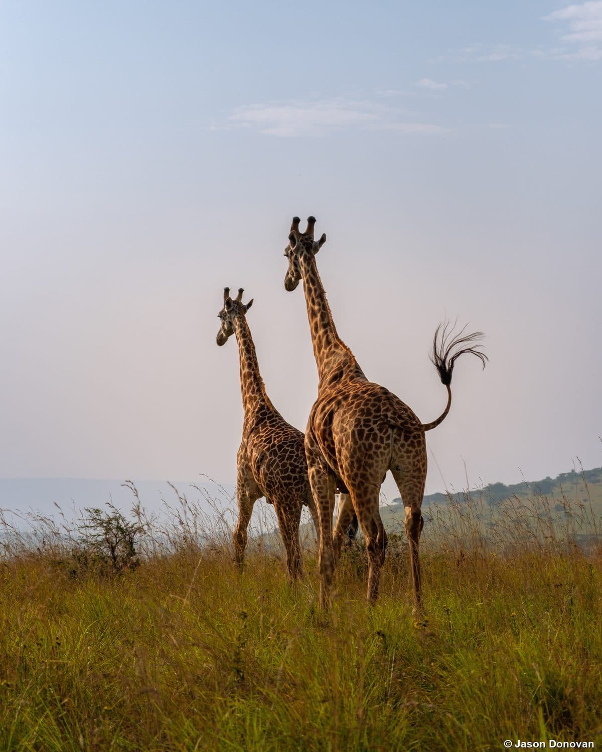 Giraffe on safari in Rwanda — Akagera National Park