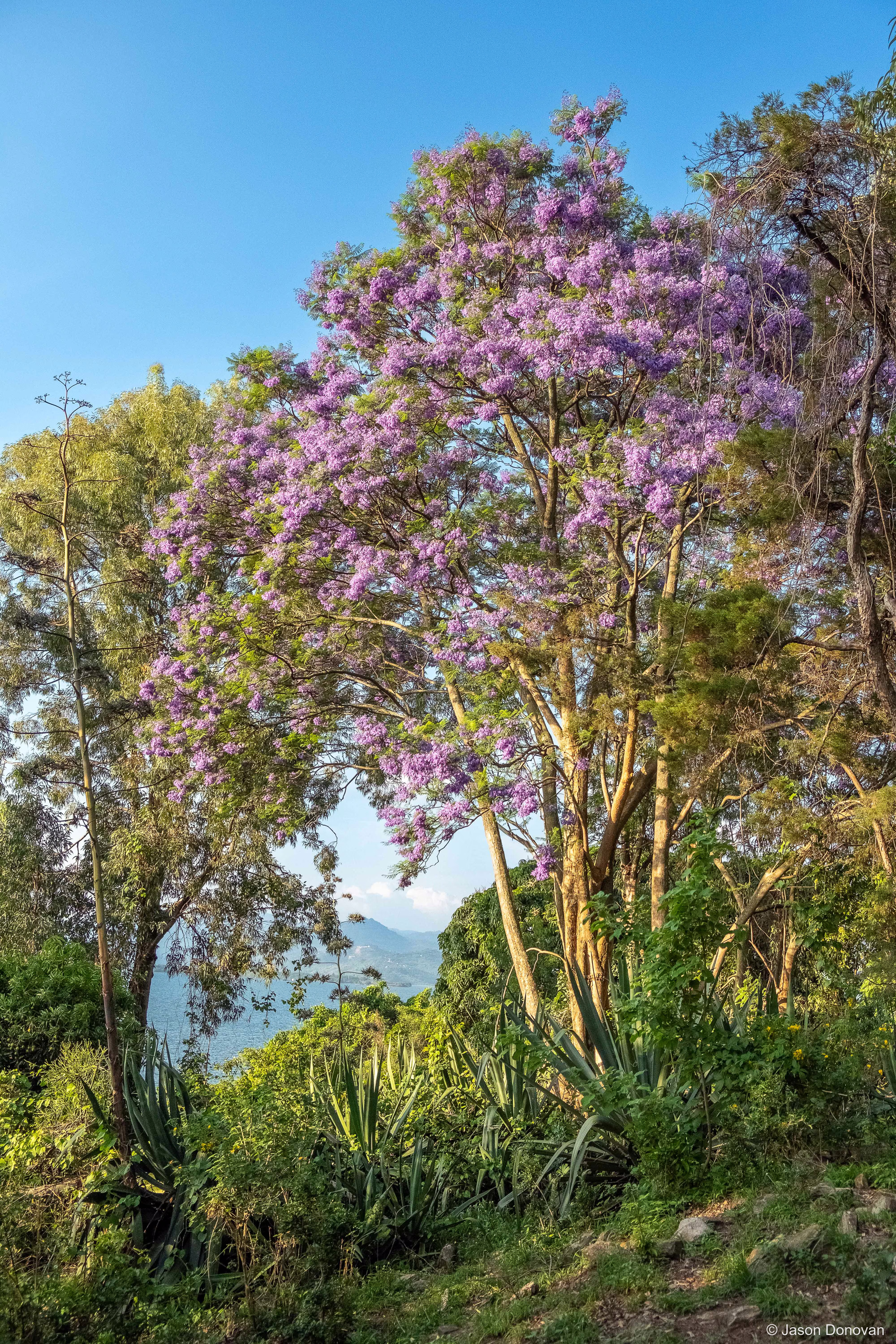 Beautiful foliage on Monkey Island Rwanda photography by Jason Donovan