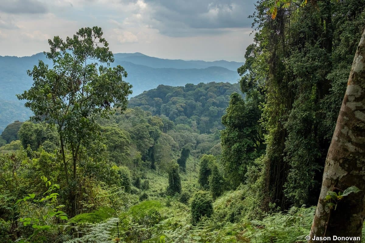 Rainforest canopy vista with hills Nyungwe National Park, Rwanda