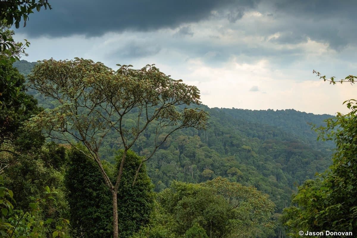 Rainforest canopy with dramatic clouds Nyungwe National Park, Rwanda