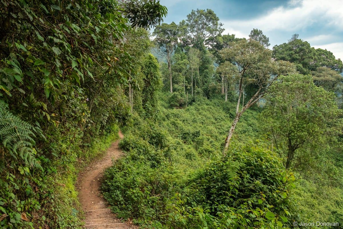 Winding trail through lush green Nyungwe Rainforest Rwanda