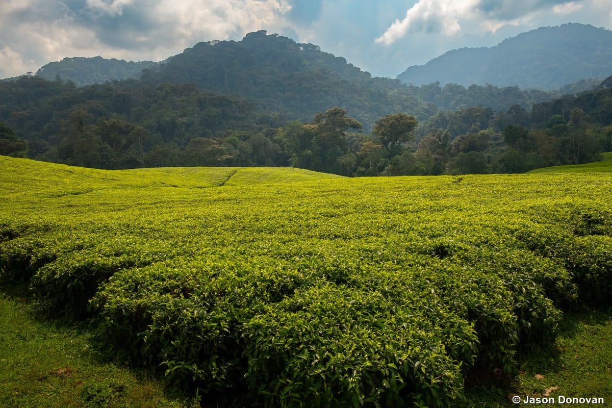 L'Hoest monkey sitting on mossy branch Nyungwe Forest, Rwanda