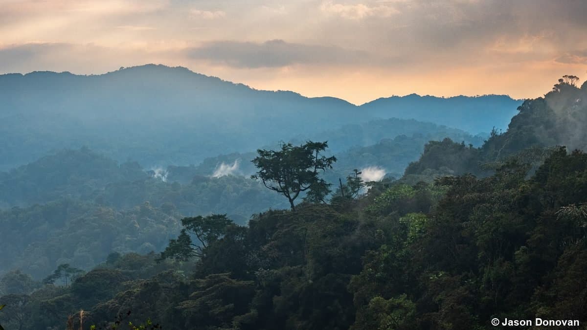 Misty mountain rainforest vista at sunset Nyungwe Rwanda
