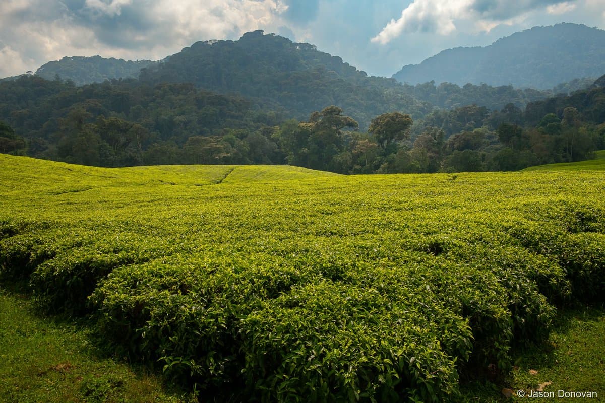 Tea plantation with mountains behind near Nyungwe Forest, Rwanda