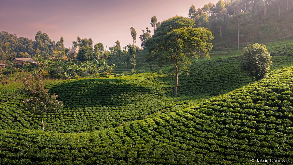 Tea plantation with rolling green rows at dusk near Nyungwe, Rwanda