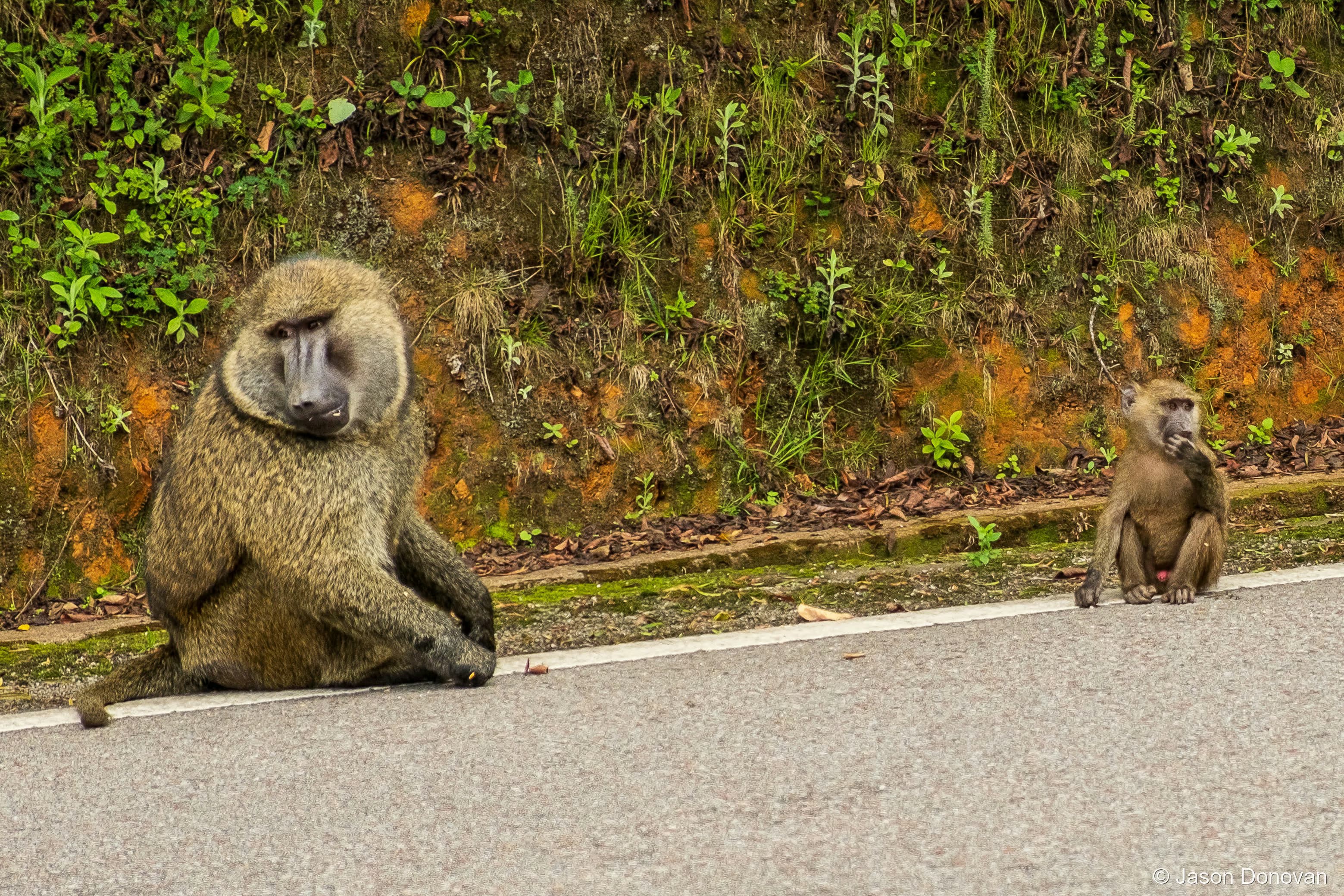 Baboons on road in Nyungwe Rwanda photography by Jason Donovan