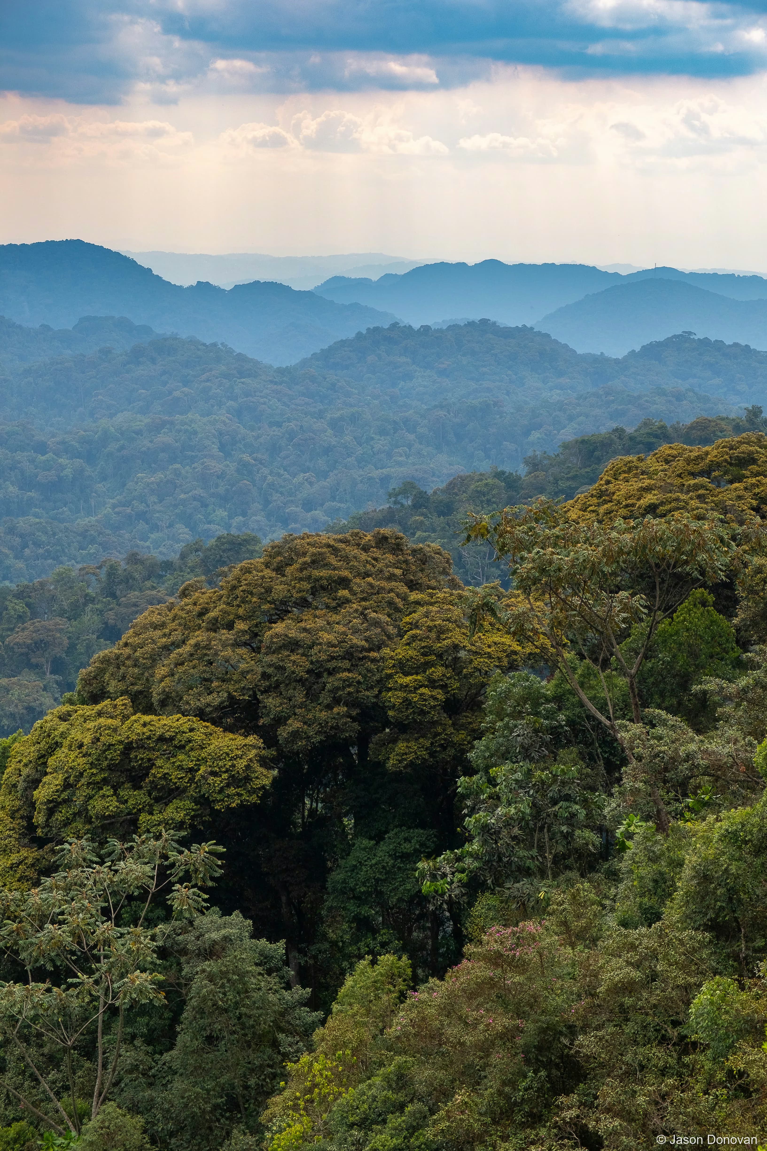 Forest view towards sunset Rwanda photography by Jason Donovan