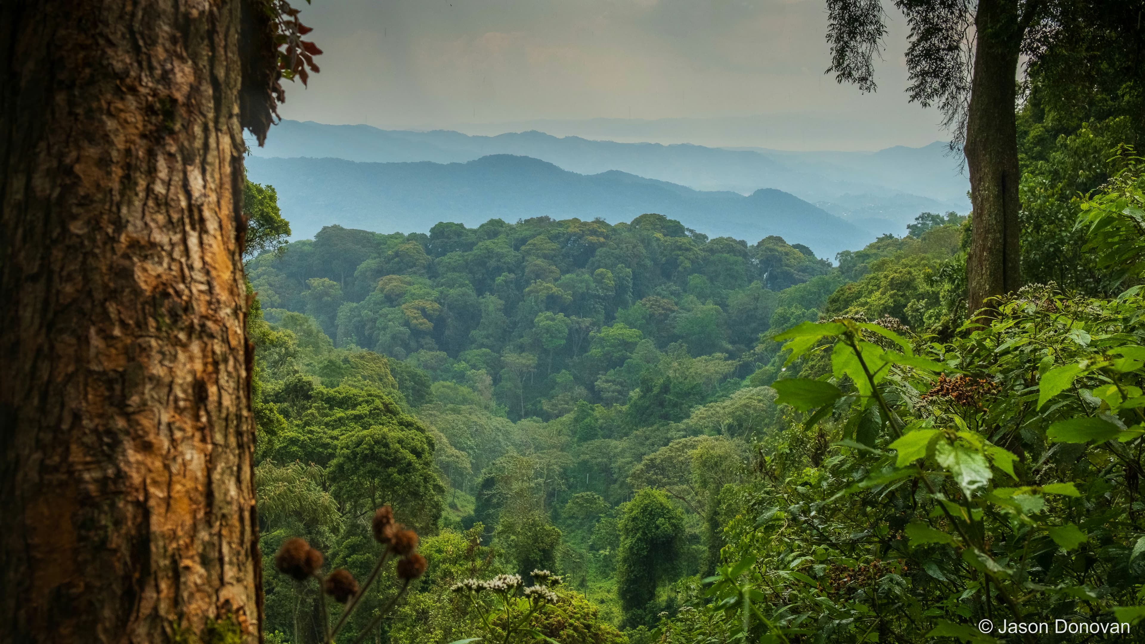 Forest vista Rwanda photography by Jason Donovan
