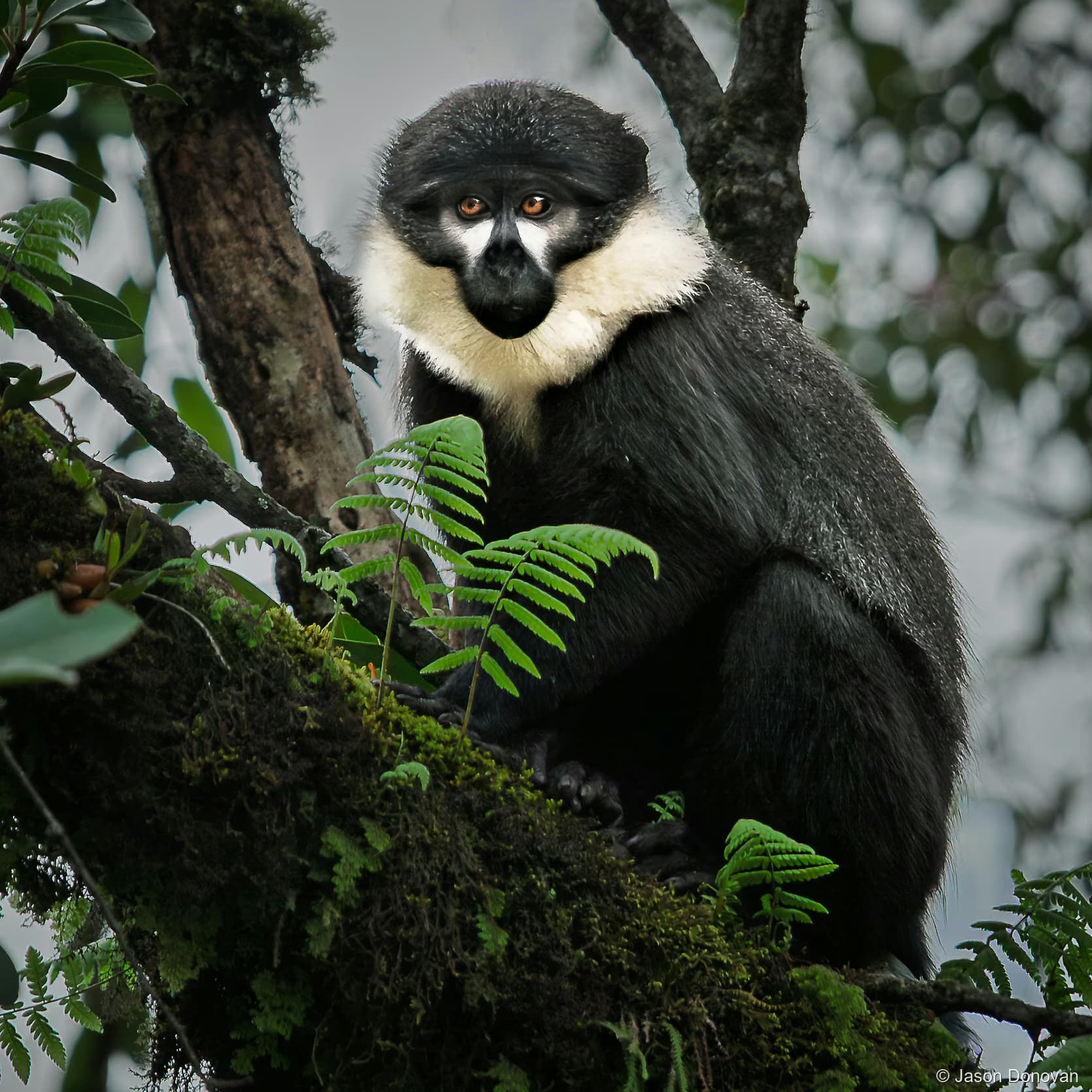 L_Hoest Monkey in Canopy Rwanda photography by Jason Donovan