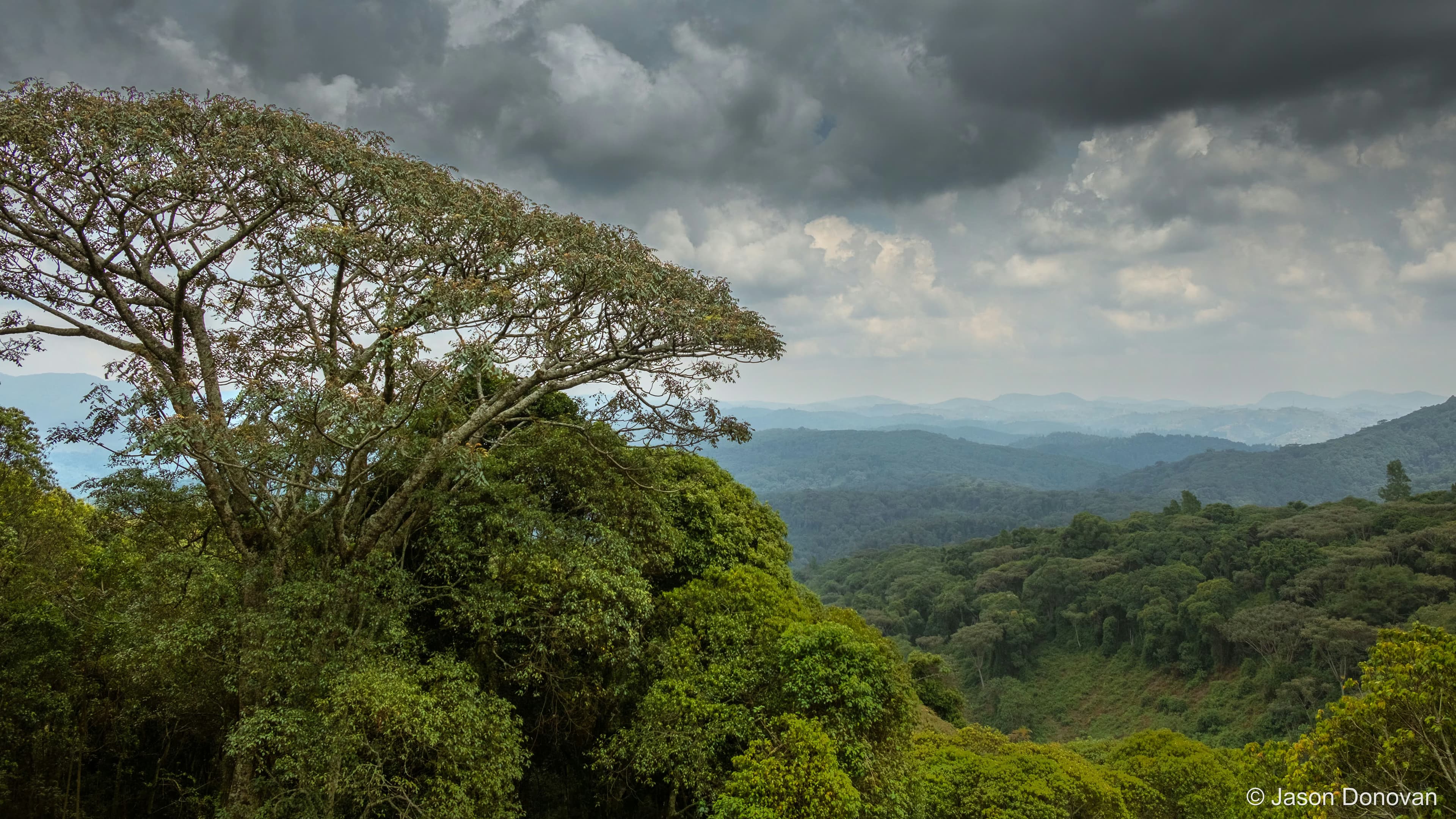 Large Tree above the forest canopy Rwanda photography by Jason Donovan