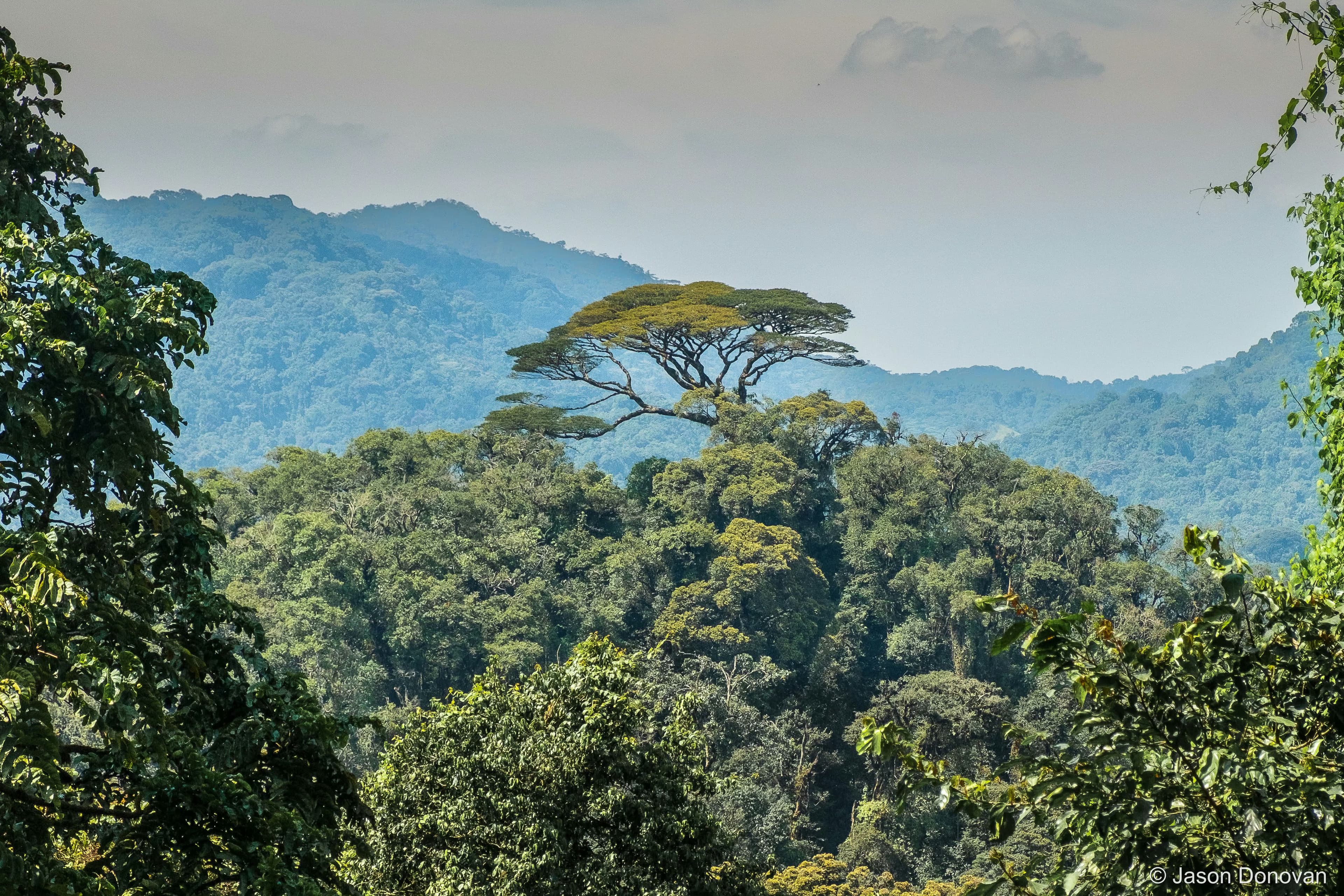 Lone tree above Nyungwe canopy Rwanda photography by Jason Donovan