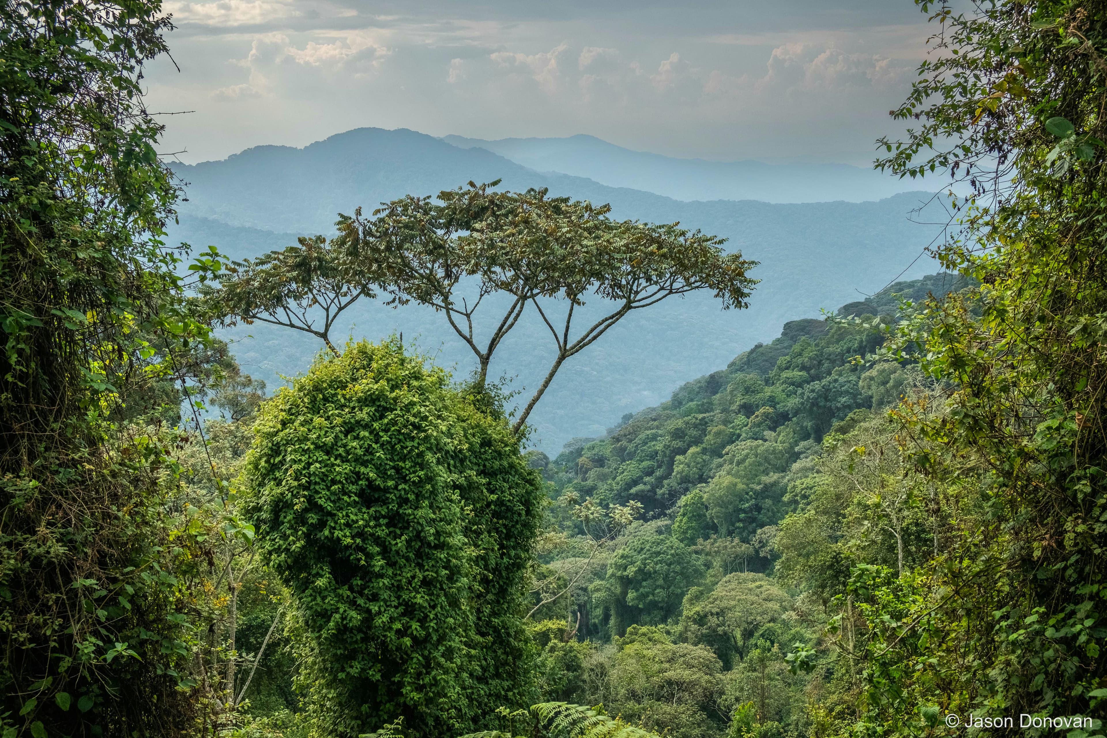 Spectacular views at Nyungwe Rwanda photography by Jason Donovan
