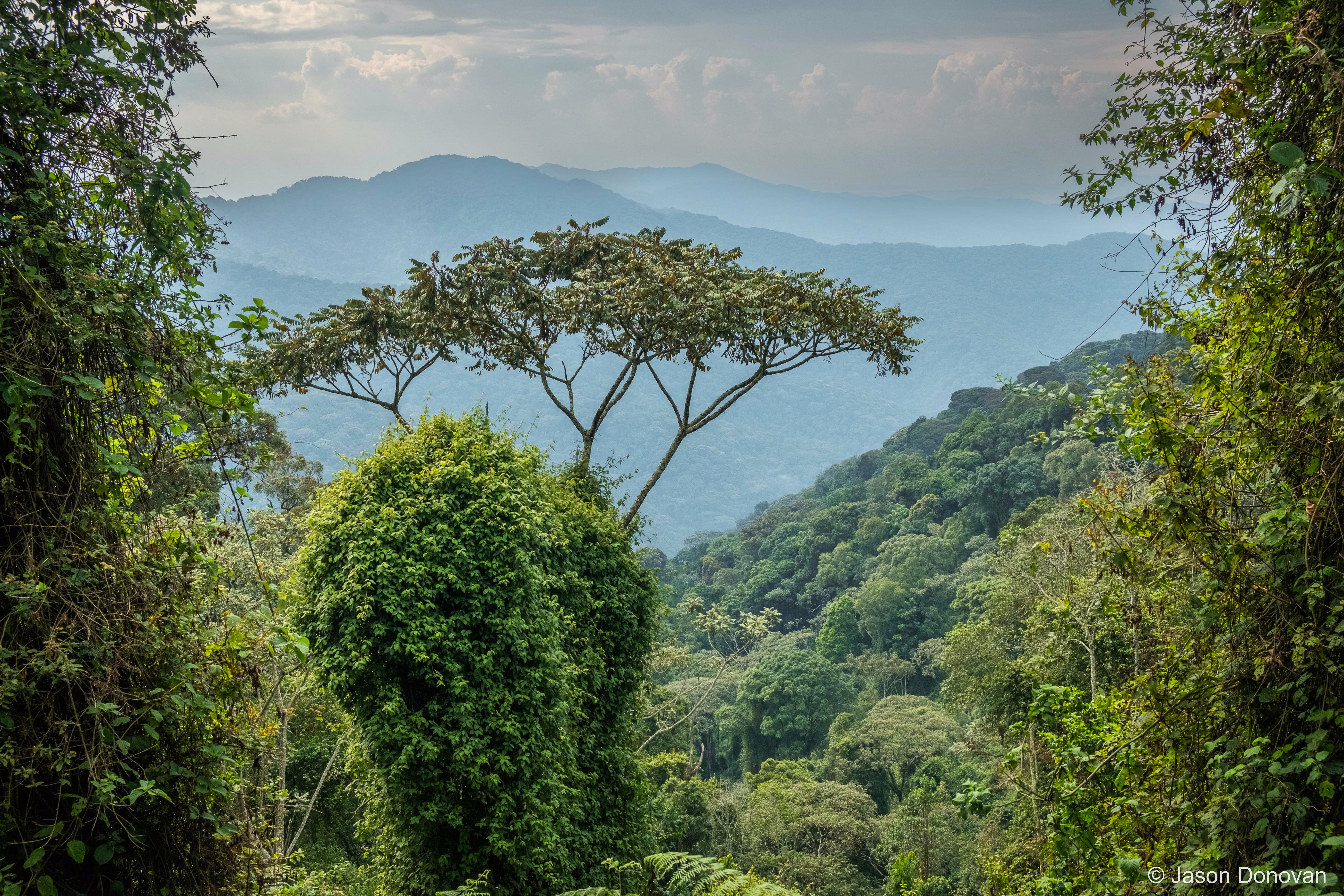 Spectacular views at Nyungwe Rwanda photography by Jason Donovan