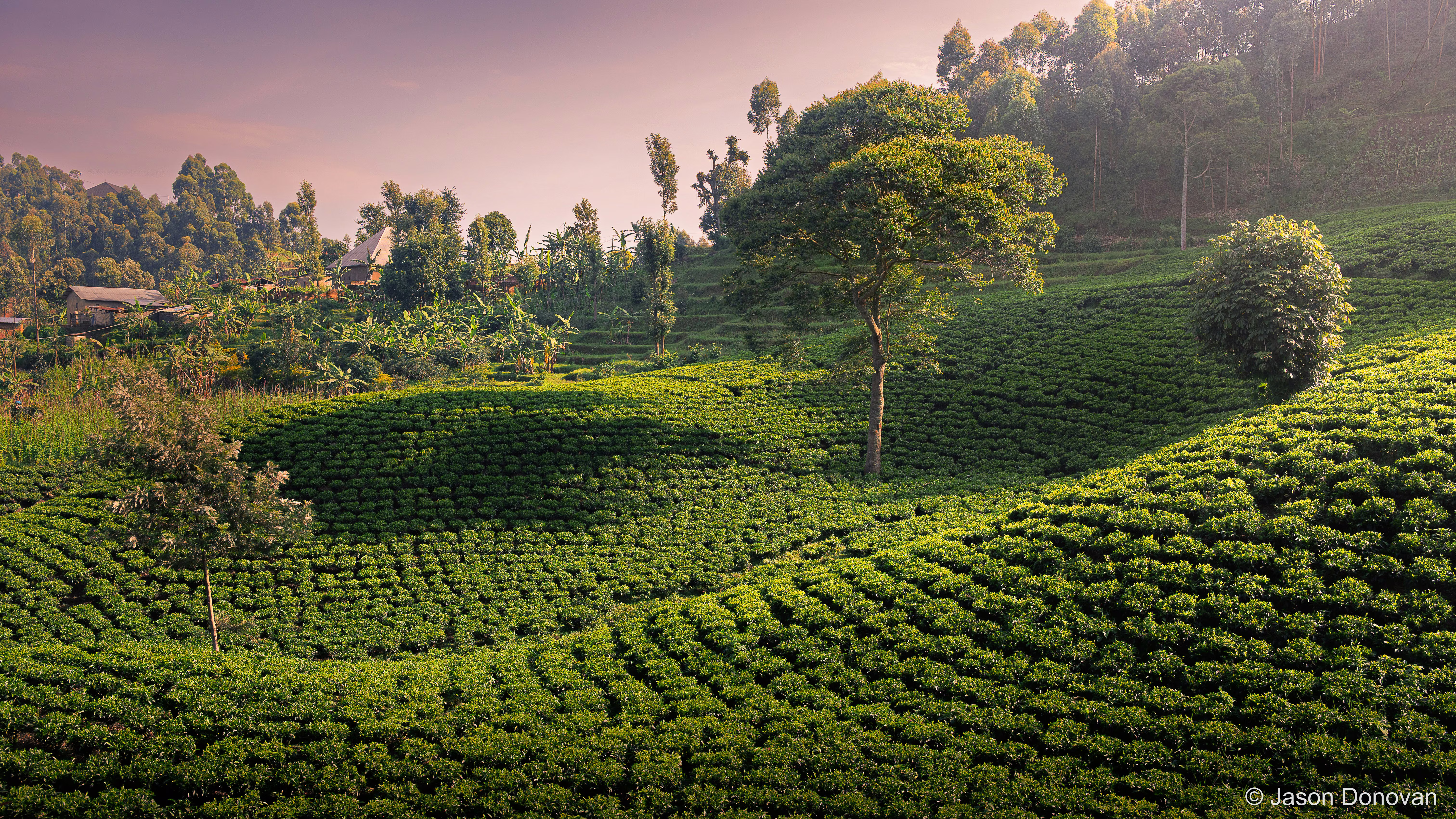 Tea plantation at Sunset Rwanda photography by Jason Donovan