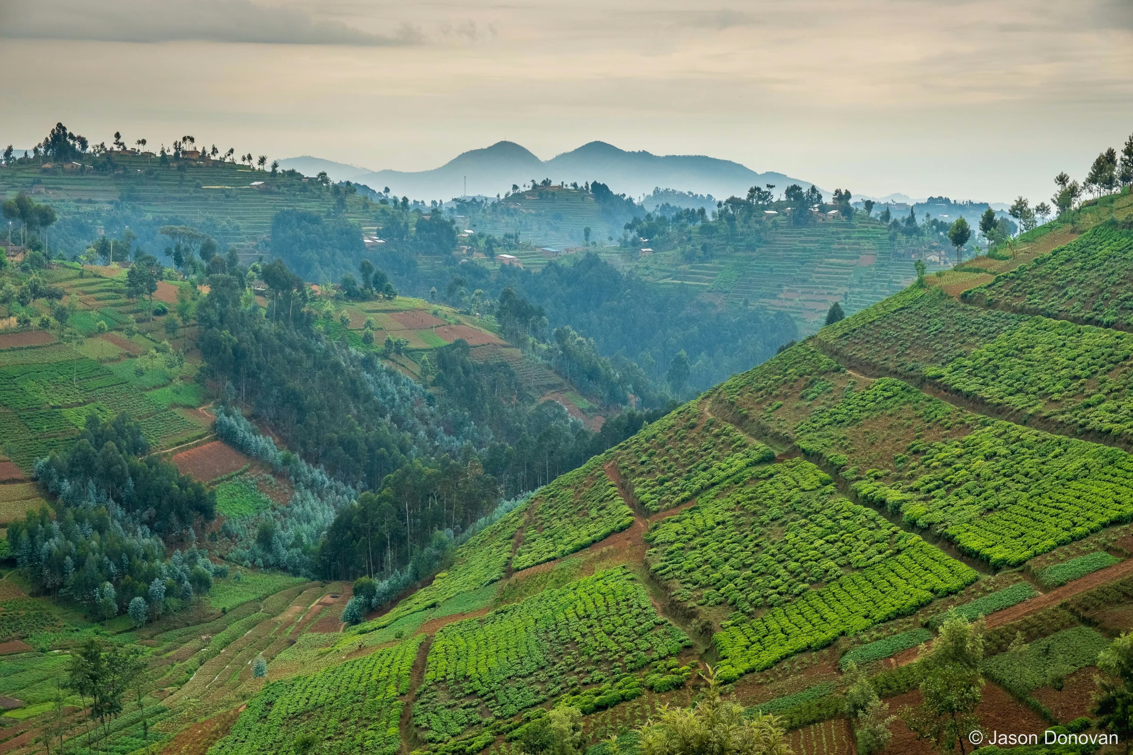 Lush crops on Rwandan hillside Rwanda photography by Jason Donovan