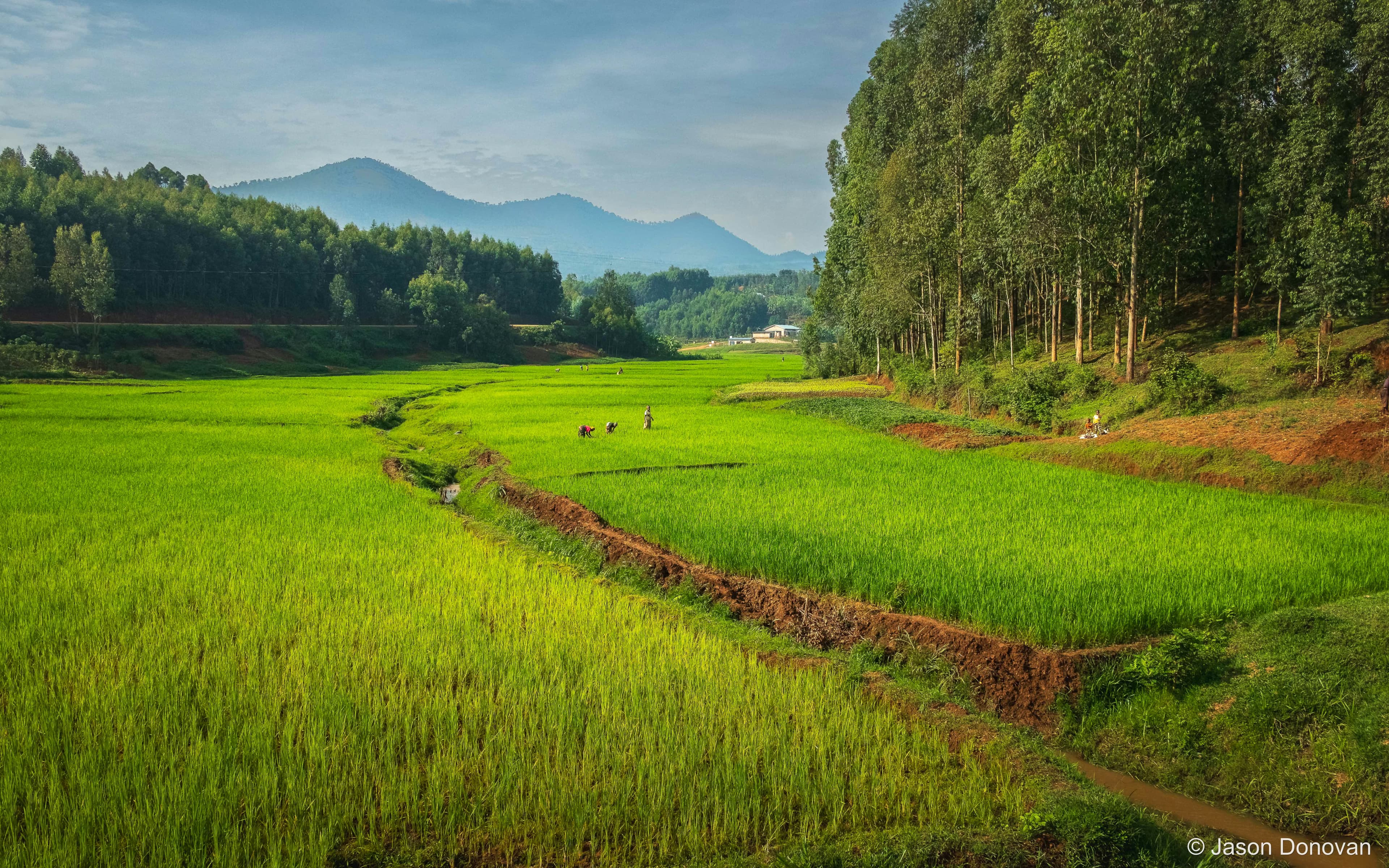 Rice Paddies near Kigali Rwanda photography by Jason Donovan