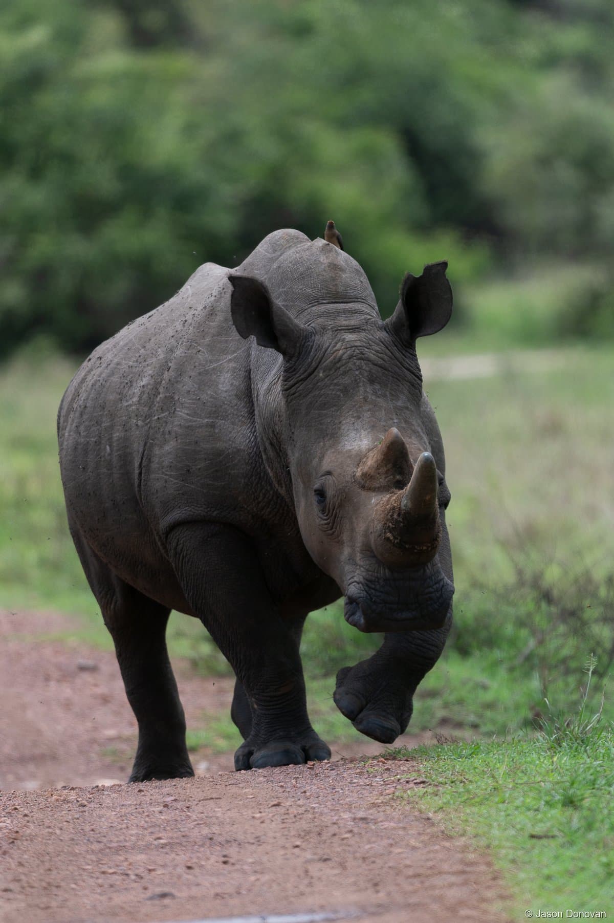 Black rhino walking towards camera Akagera National Park, Rwanda