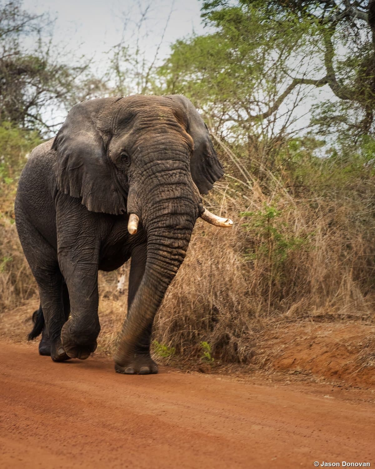 Safari in Akagera National Park Rwanda