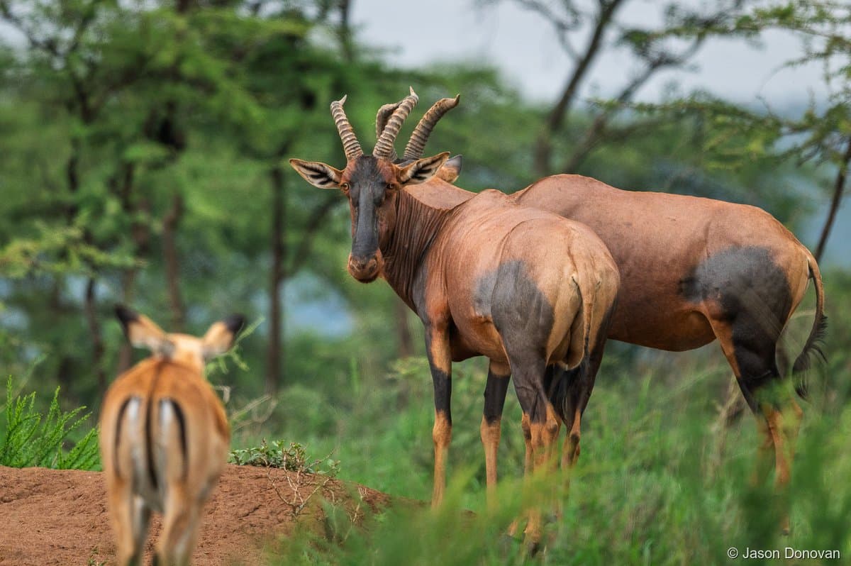 Topi antelope pair with impala Akagera National Park, Rwanda
