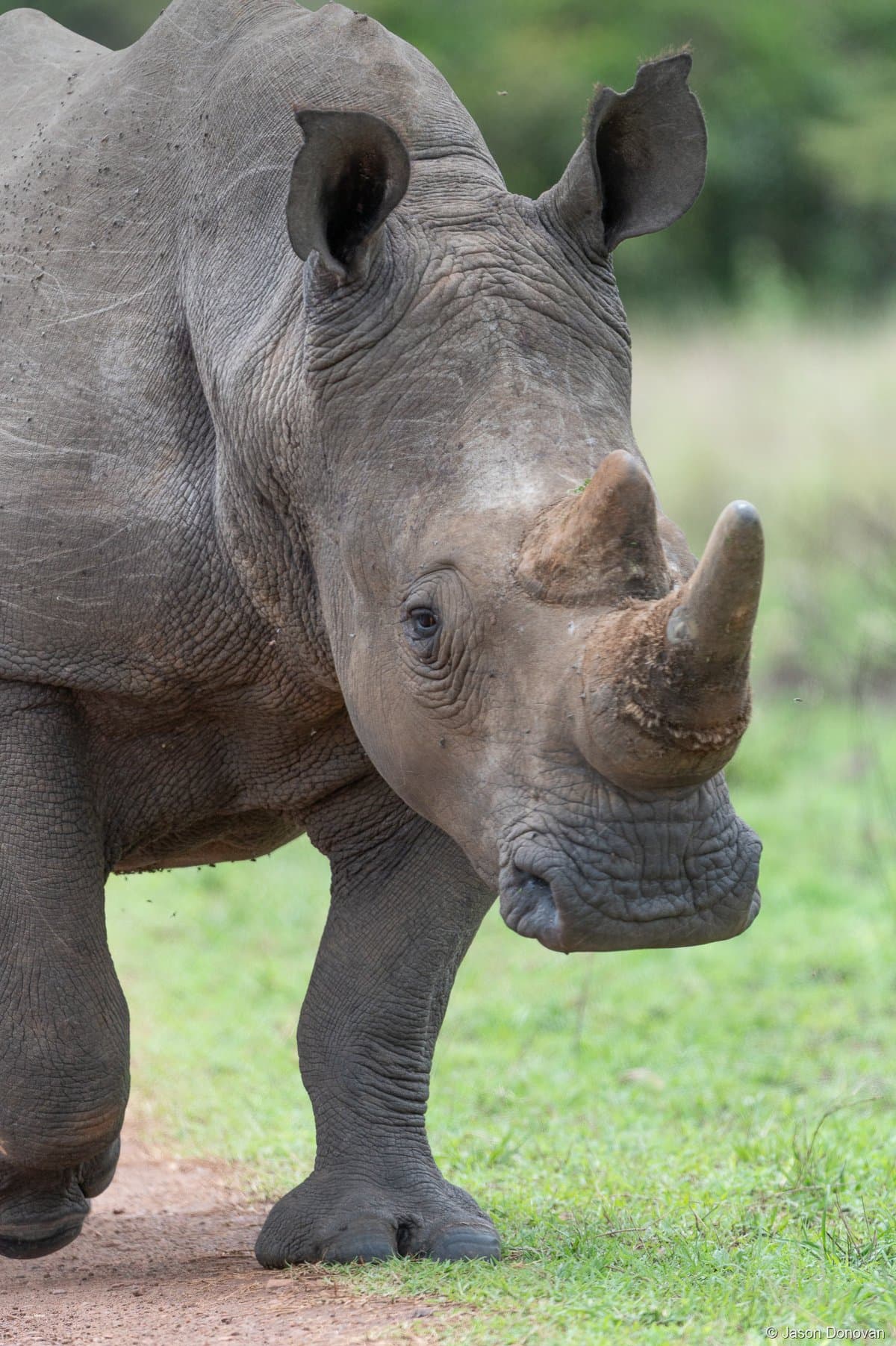 White rhino close-up portrait Akagera National Park, Rwanda