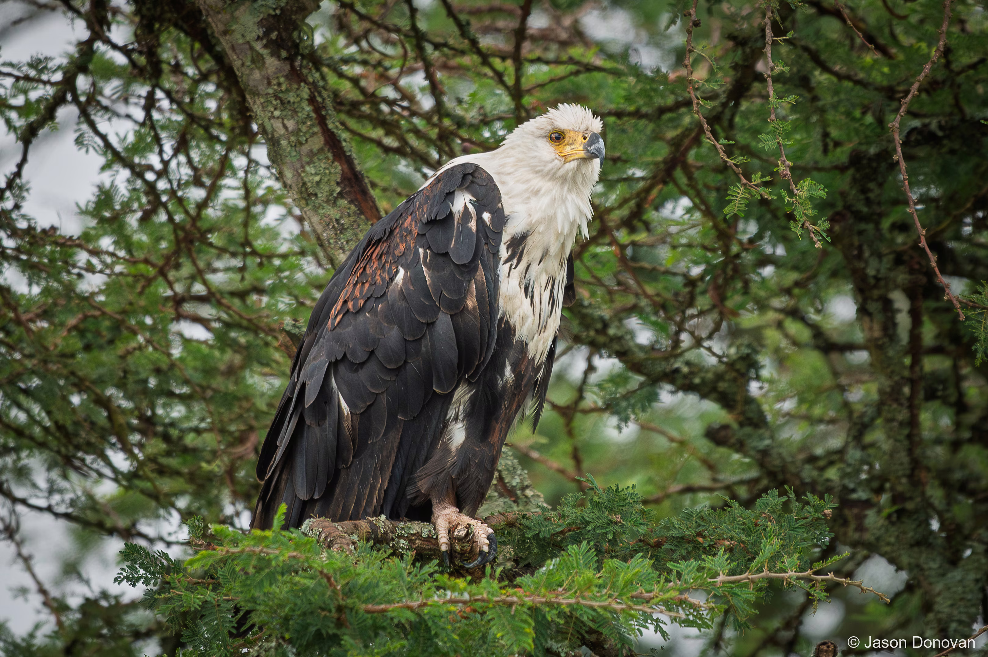 African Fish Eagle Rwanda photography by Jason Donovan