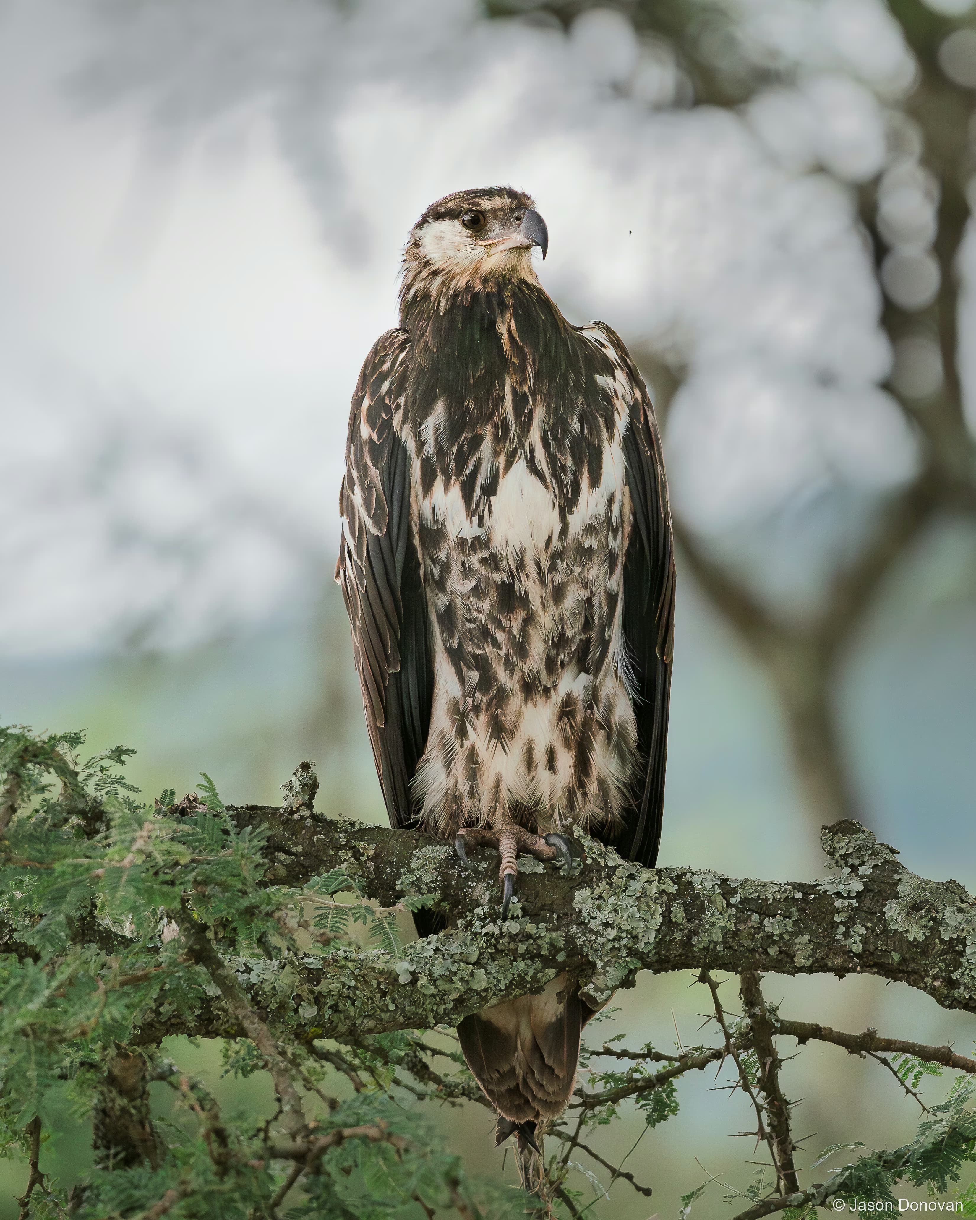 African Hawk Eagle Rwanda photography by Jason Donovan