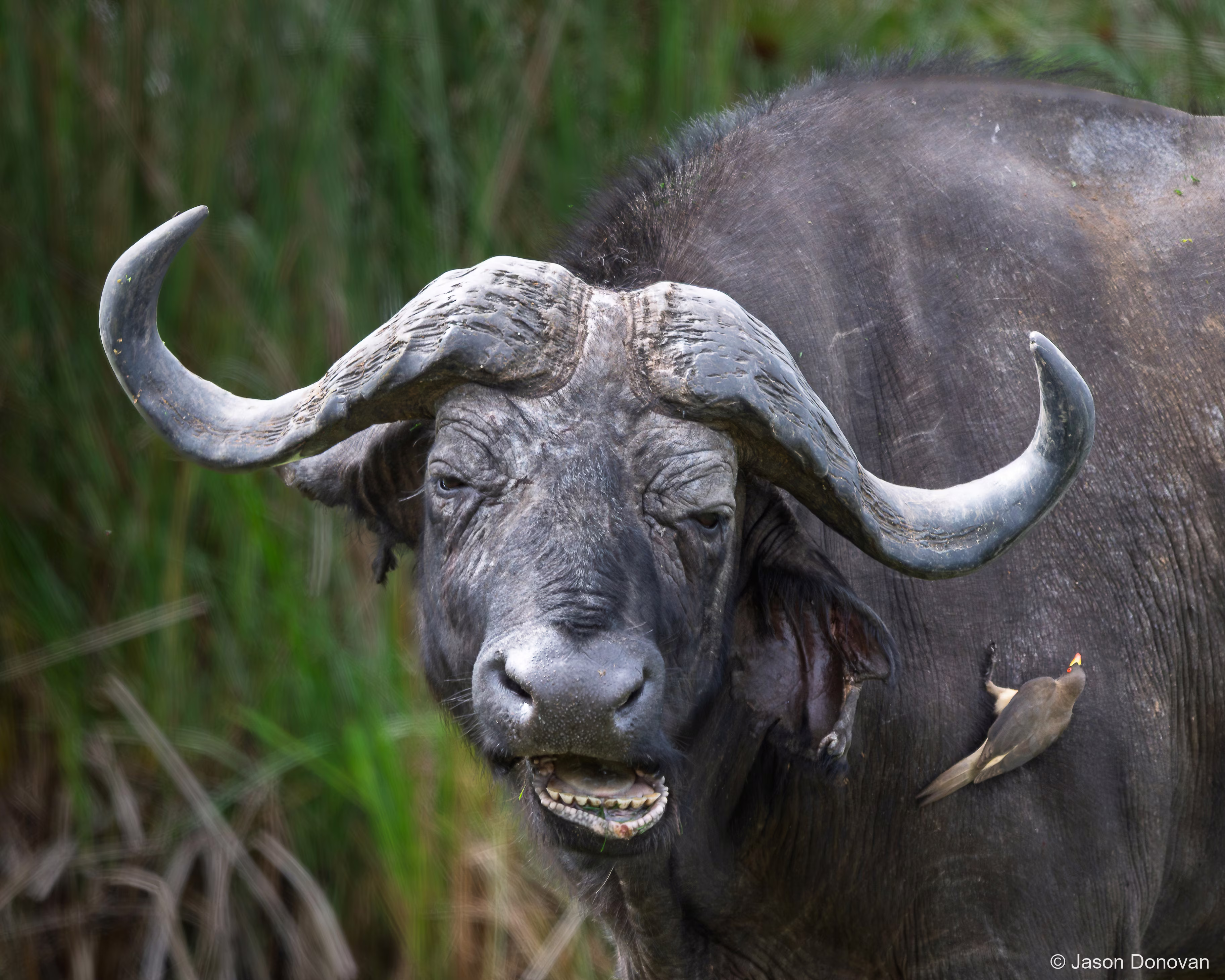 Buffalo with Bird Rwanda photography by Jason Donovan