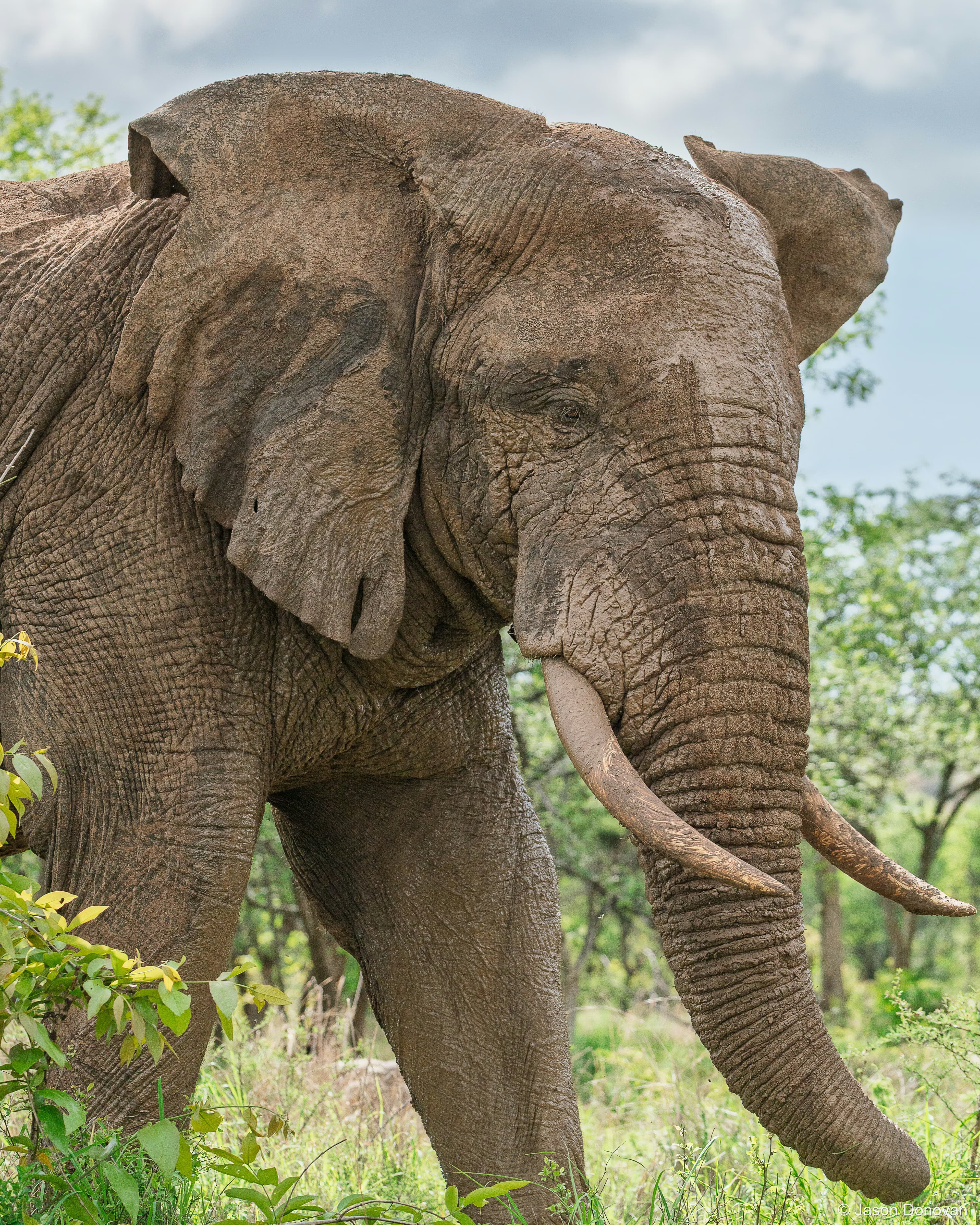 Bull Elephant emerging from brush Rwanda photography by Jason Donovan