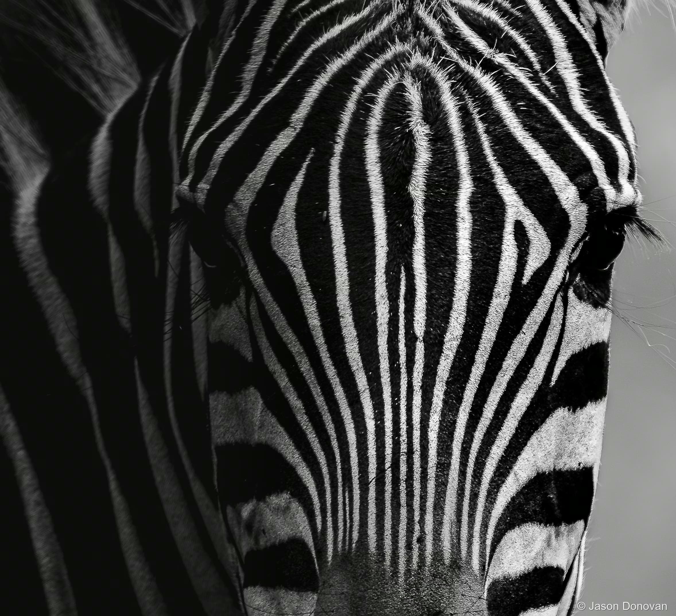 Dramatic Zebra stare Rwanda photography by Jason Donovan