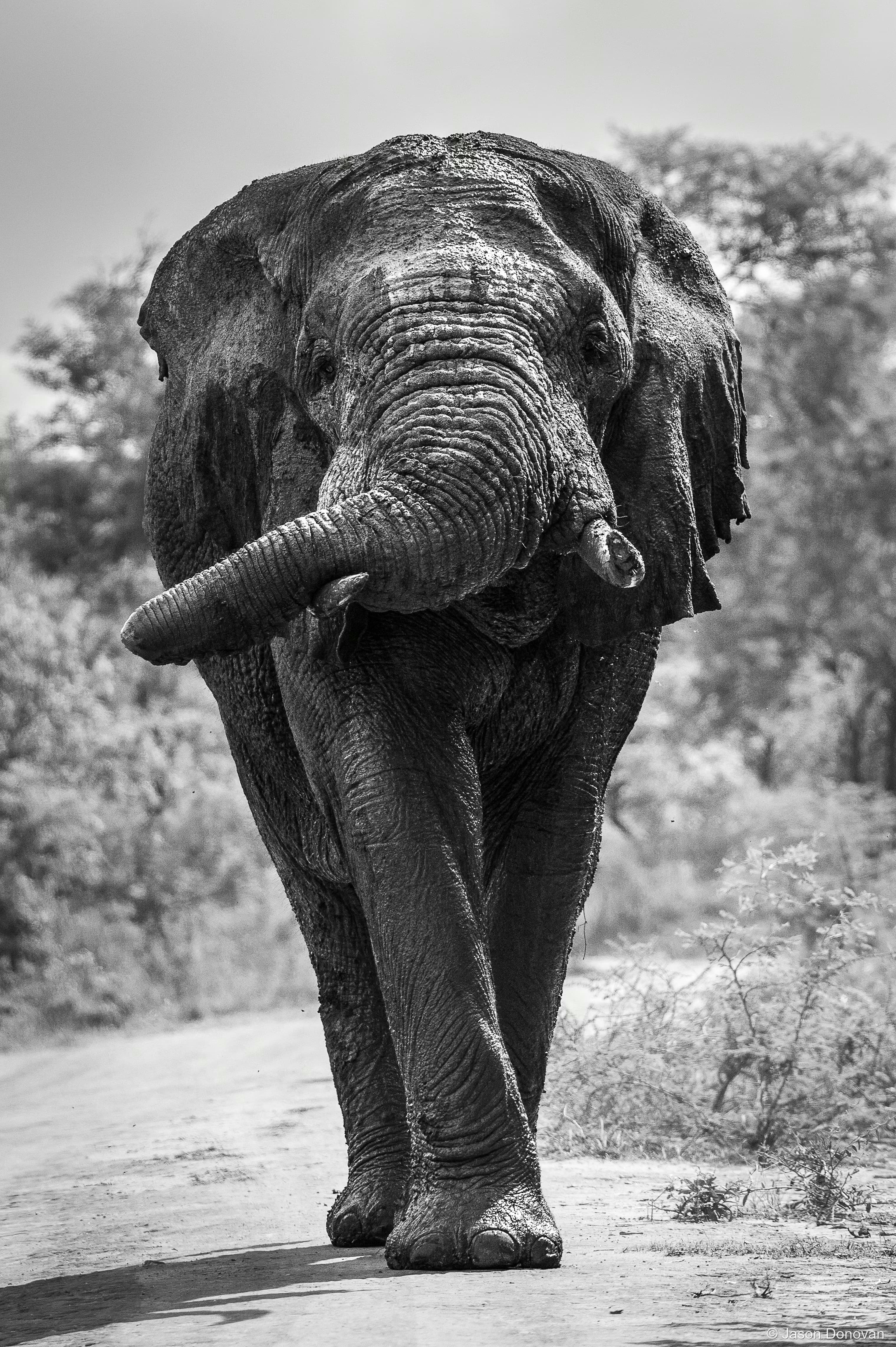 Female Elepahnt Rwanda photography by Jason Donovan