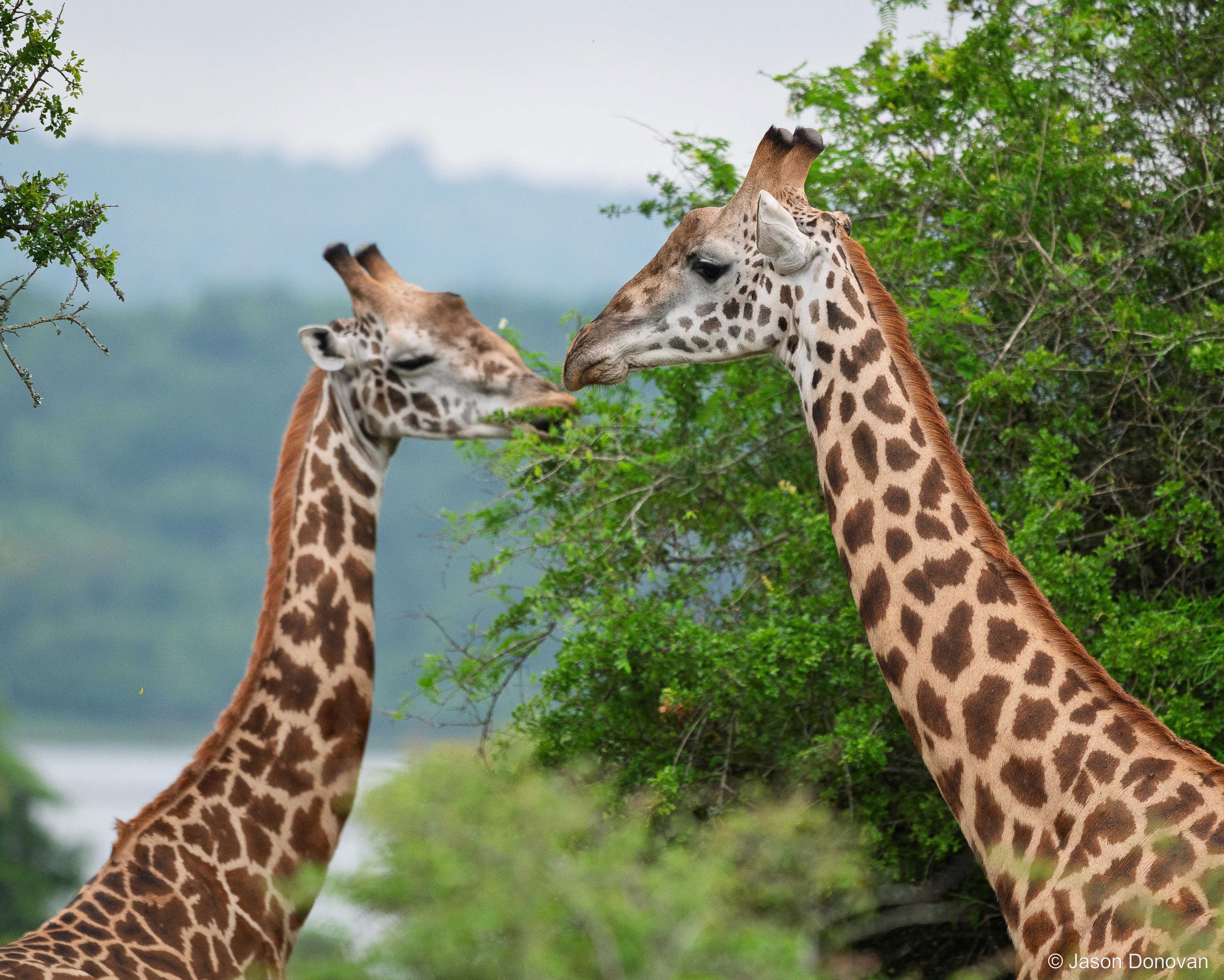 Giraffe sharing a meal Rwanda photography by Jason Donovan