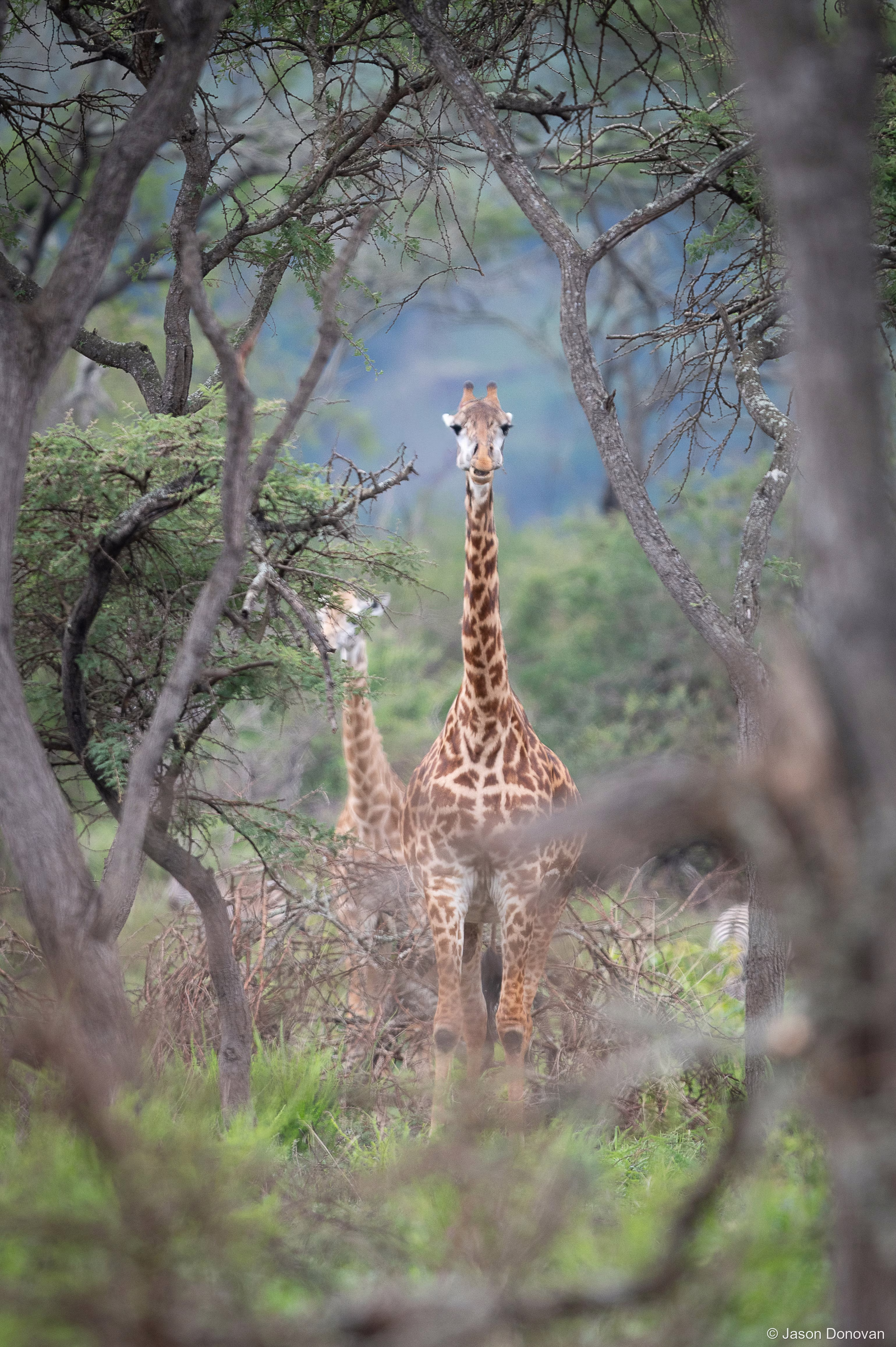 Giraffe through the trees Rwanda photography by Jason Donovan