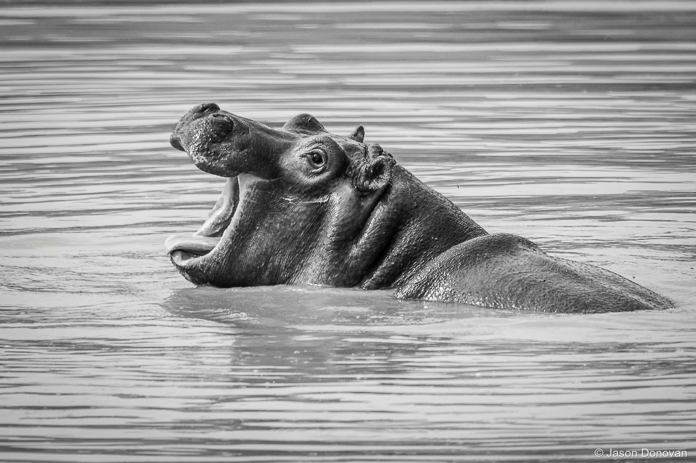 Hippo B&W Rwanda photography by Jason Donovan
