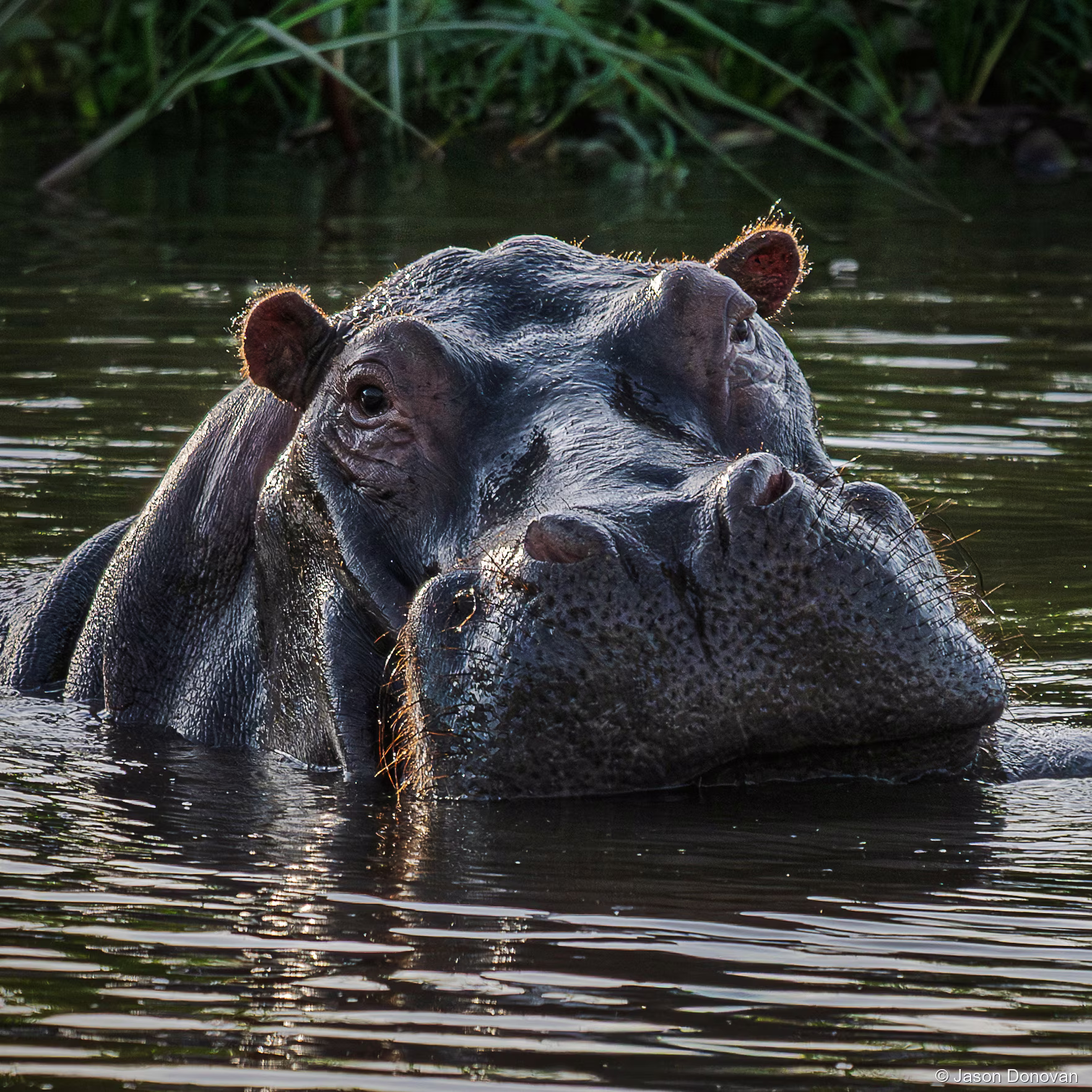Hippo enjoying the water Rwanda photography by Jason Donovan