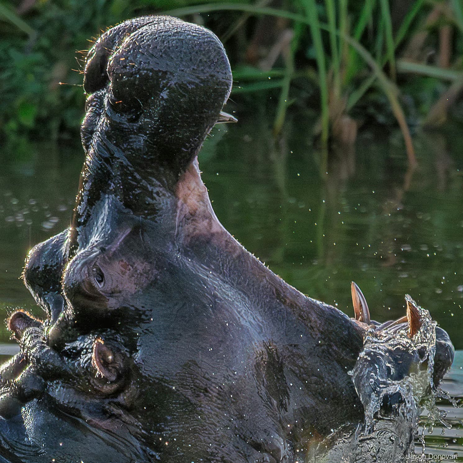 Hippo yawning Rwanda photography by Jason Donovan