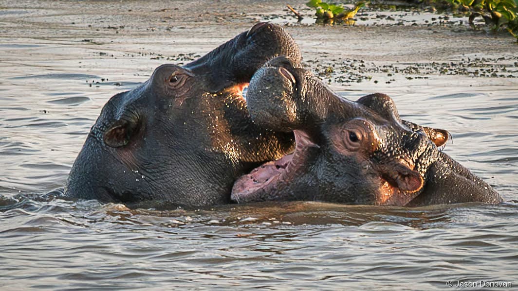 Hippos playing Rwanda photography by Jason Donovan
