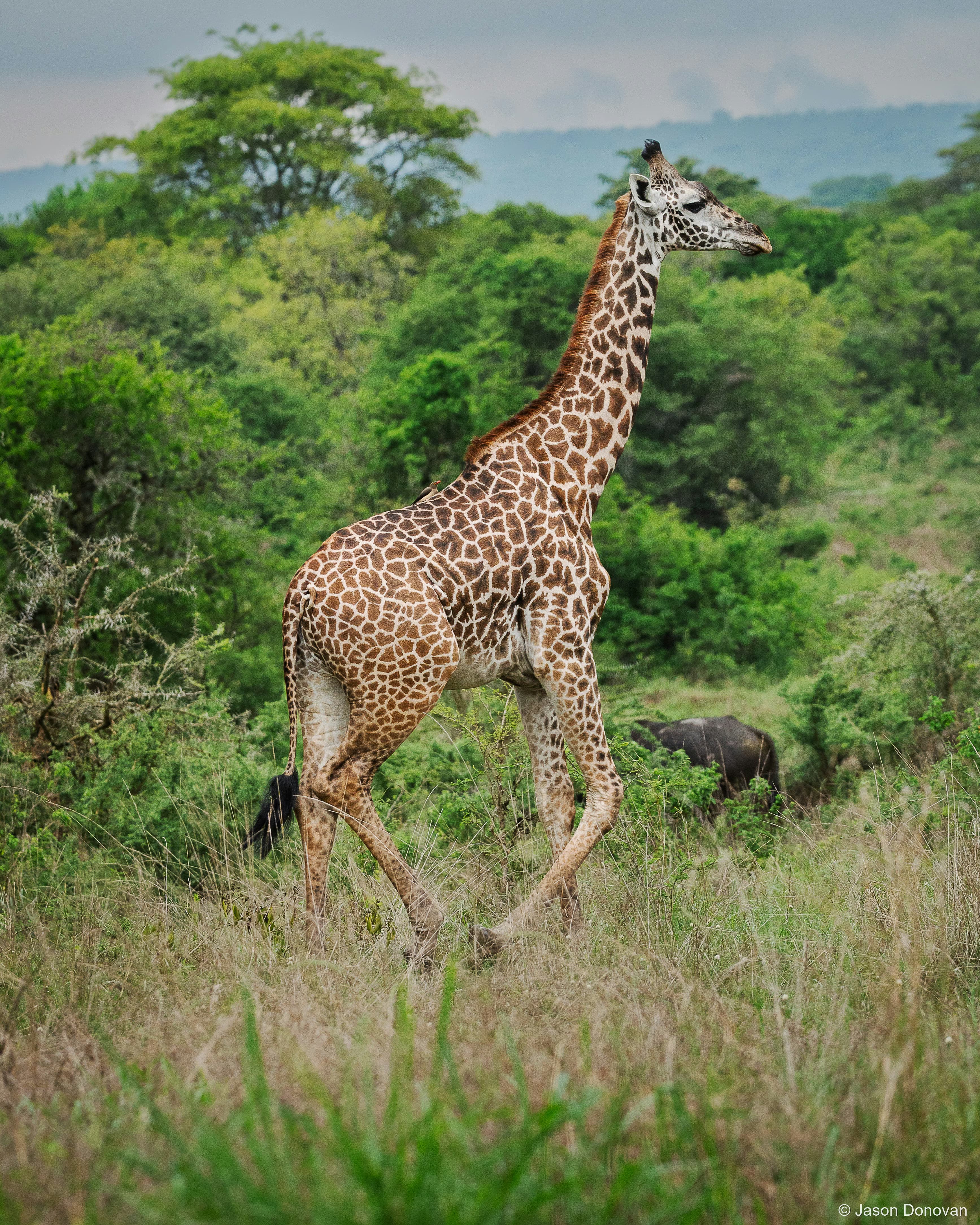 Lone Giraffe Rwanda photography by Jason Donovan