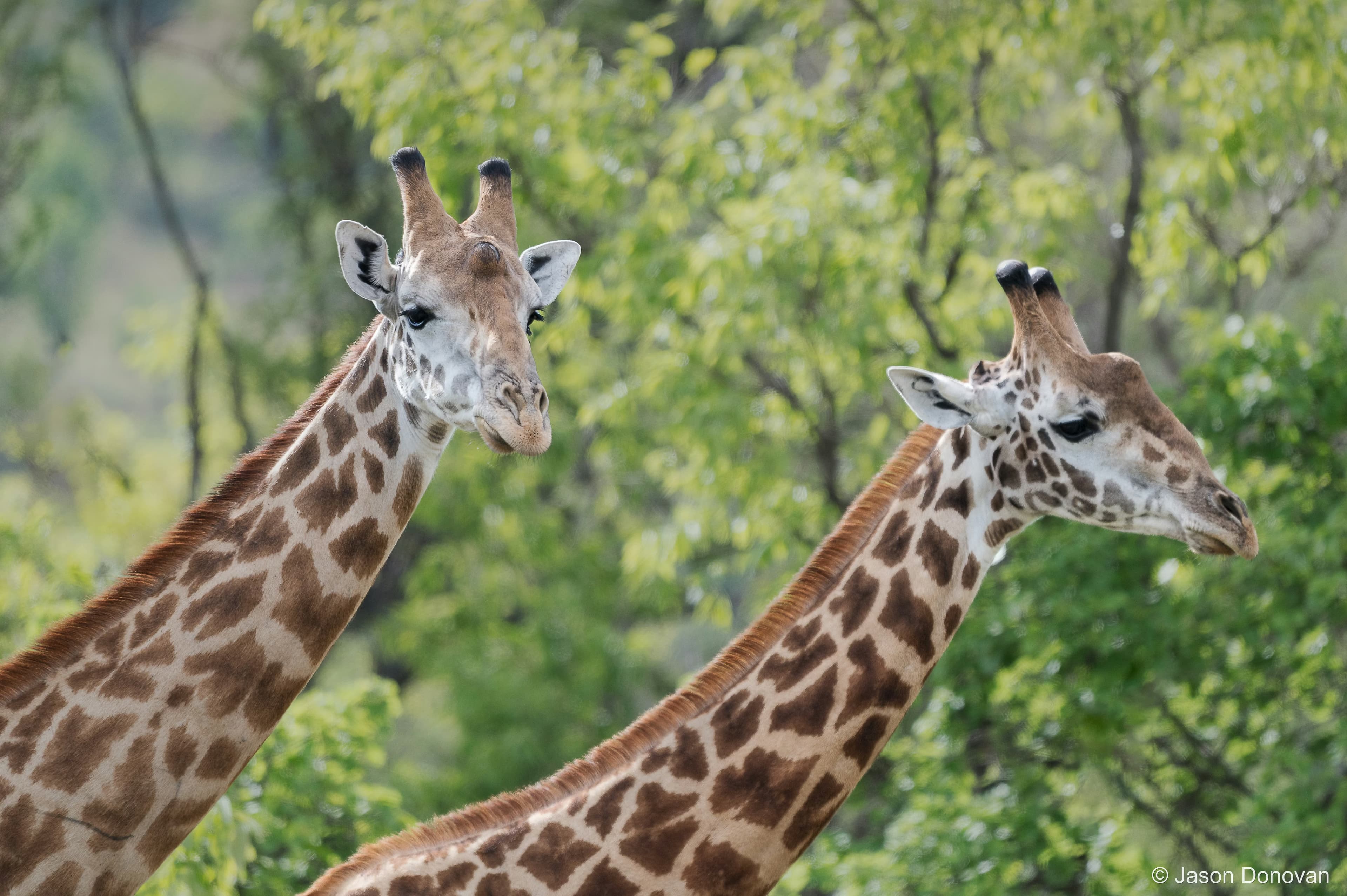 Two giraffe feeding Rwanda photography by Jason Donovan